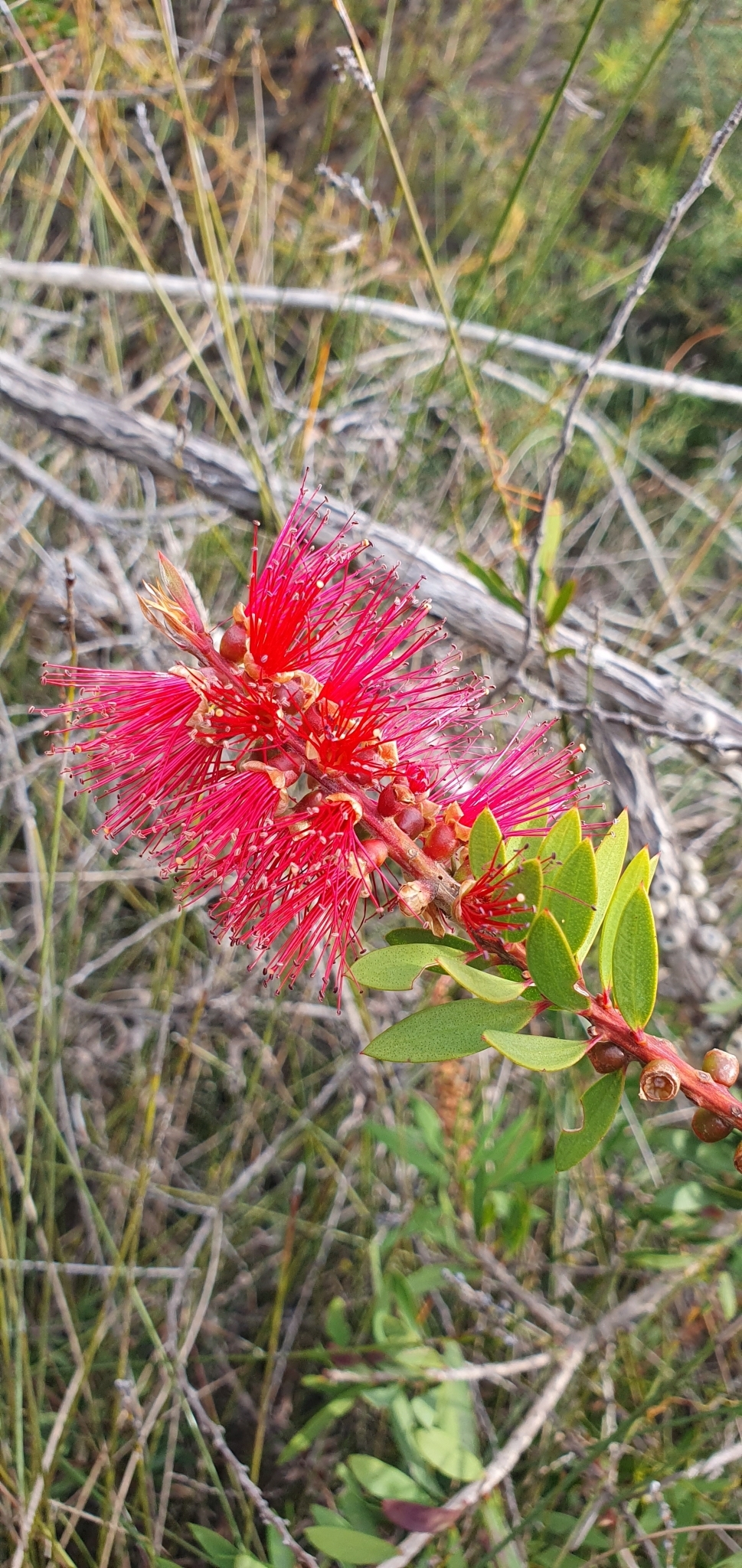 Bottlebrush — flowers or notable detail
