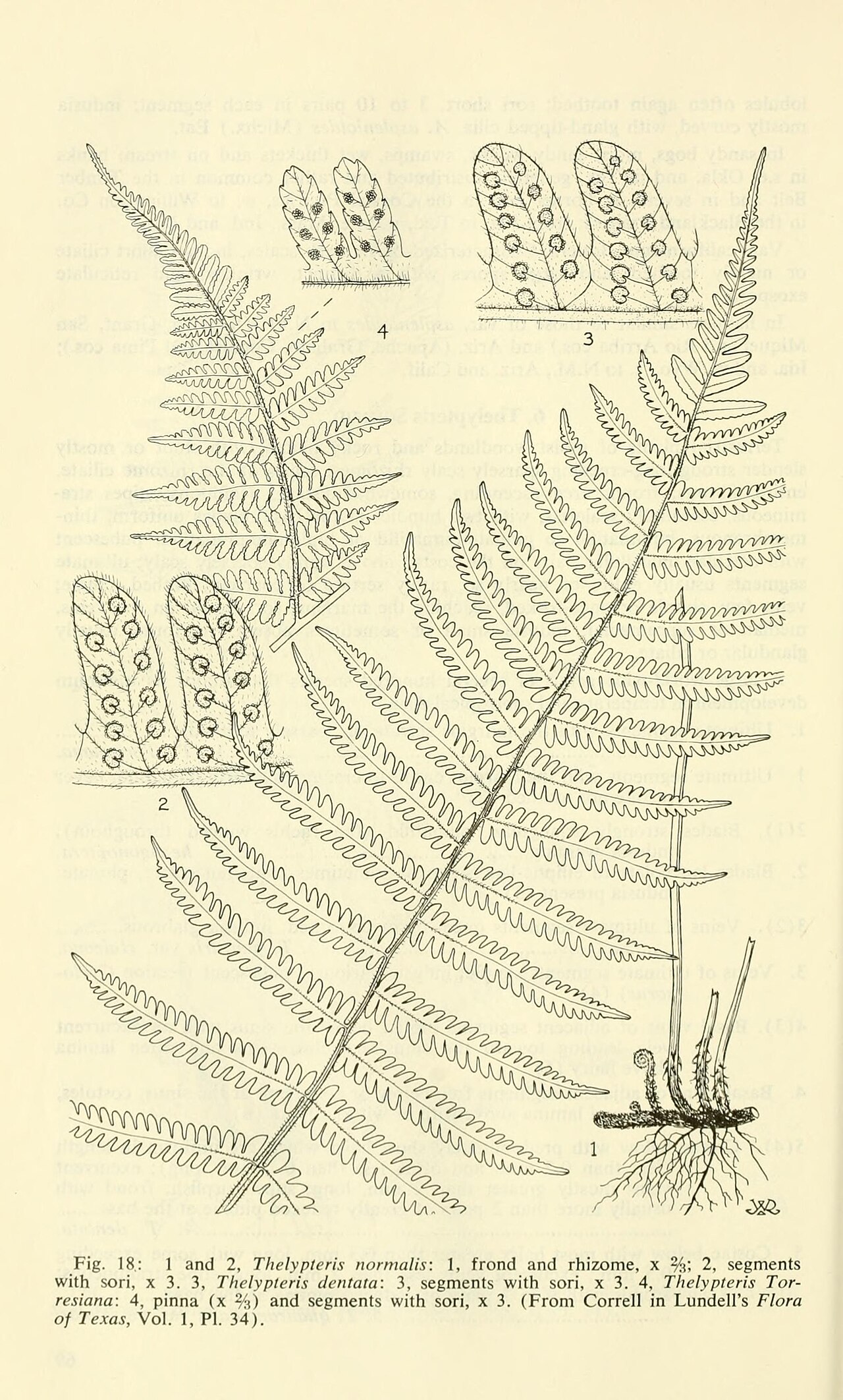 Fern, River — flowers or notable detail