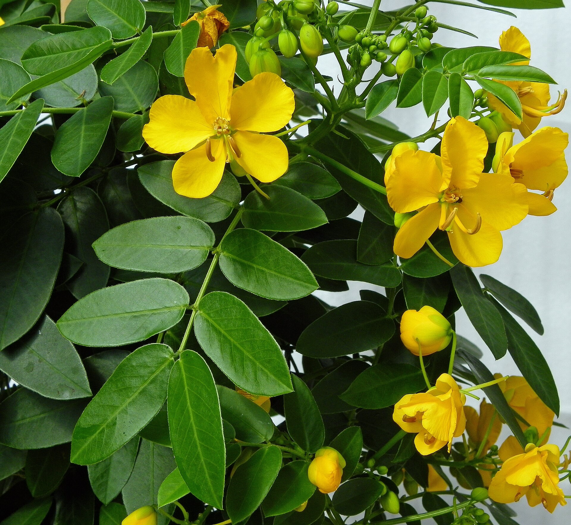 Senna — whole plant