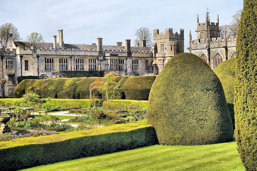 Topiary, Boxwood Patio — whole plant