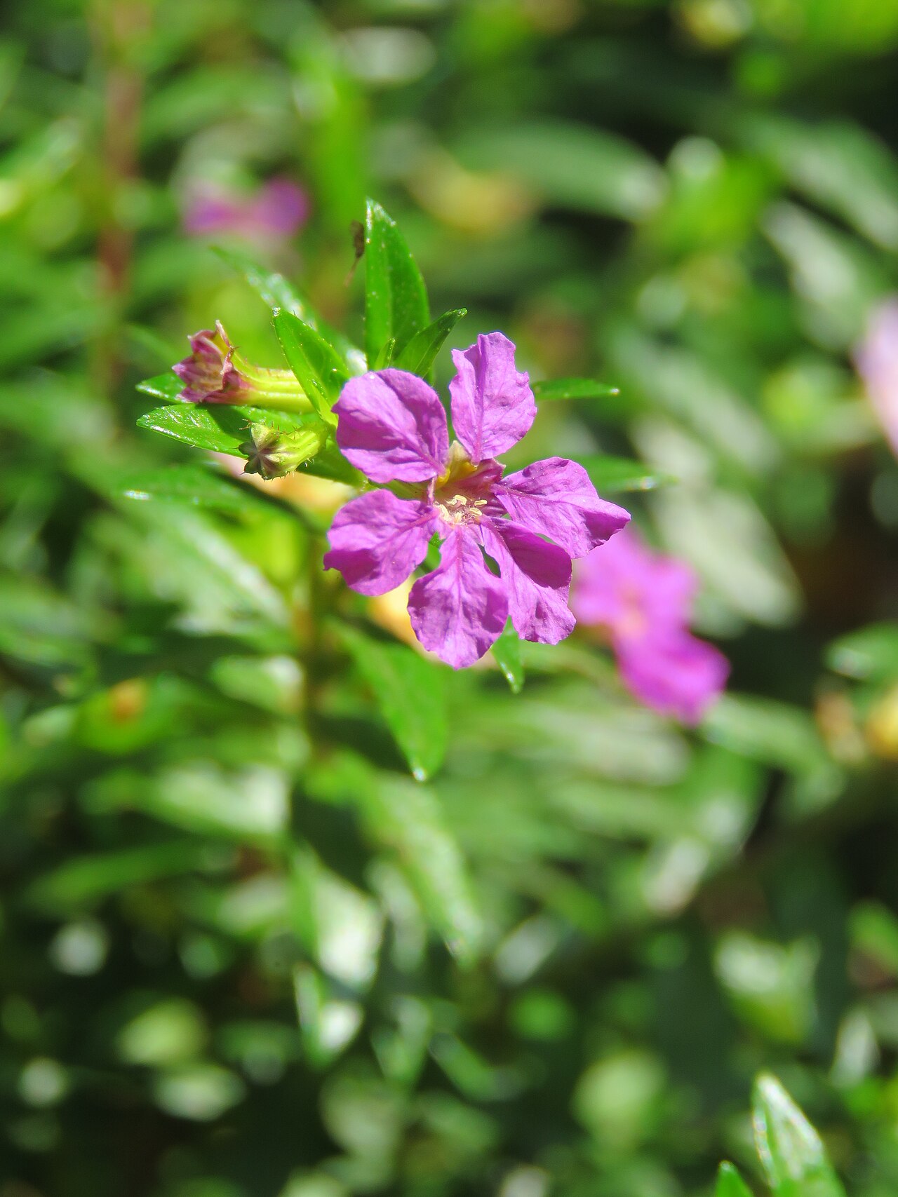 Mexican Heather — whole plant