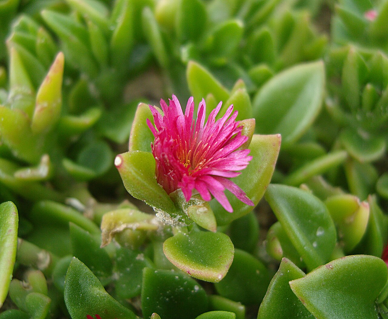 Ice Plant, Variegated — flowers or notable detail