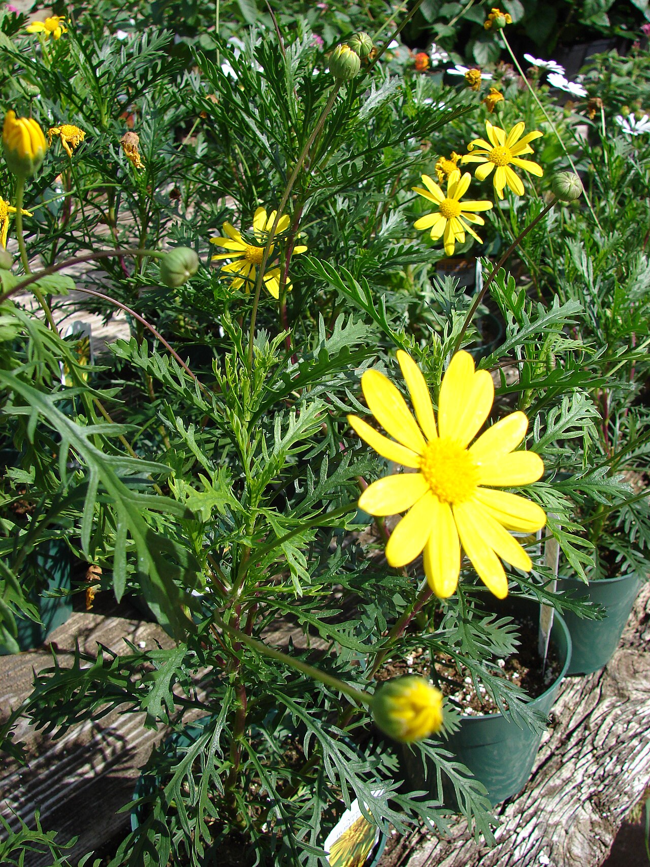 Euryops, Bush Daisy — whole plant