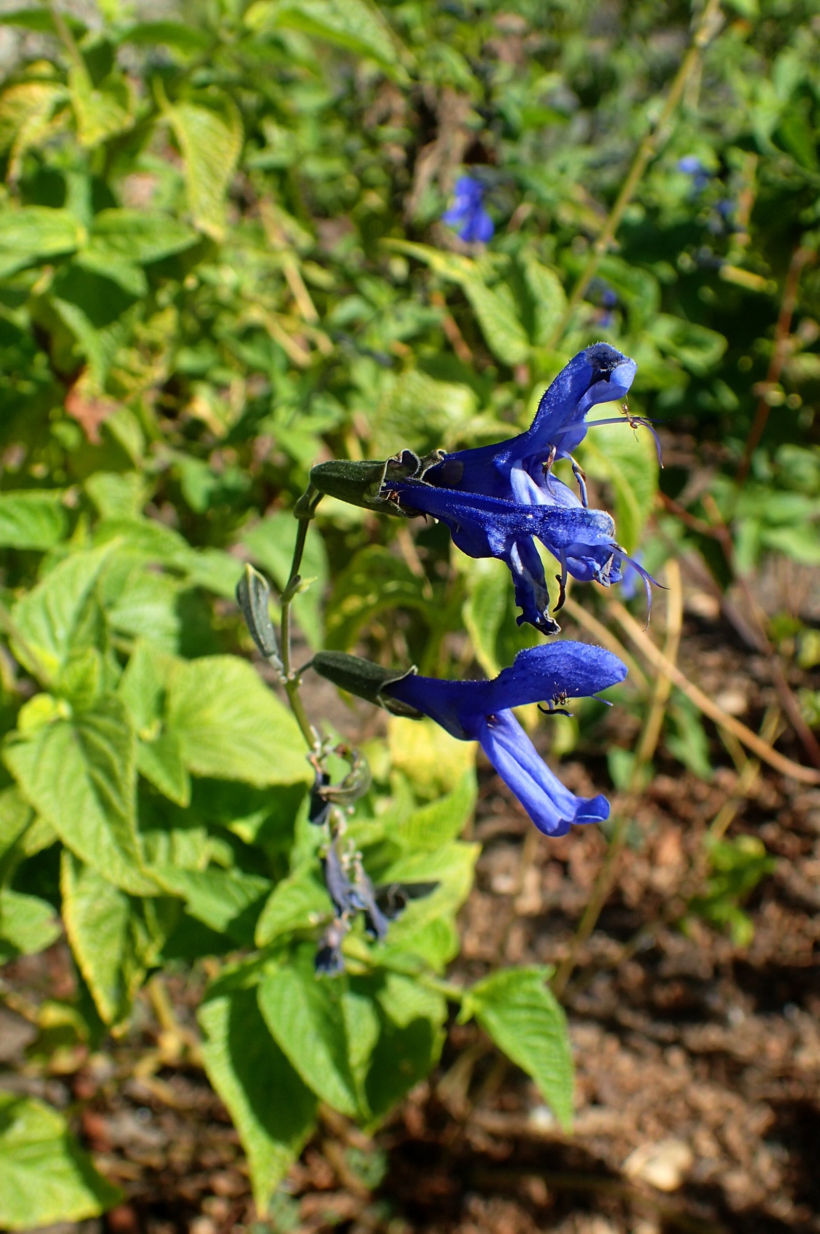Salvia Guaranitica, Black And Blue — whole plant