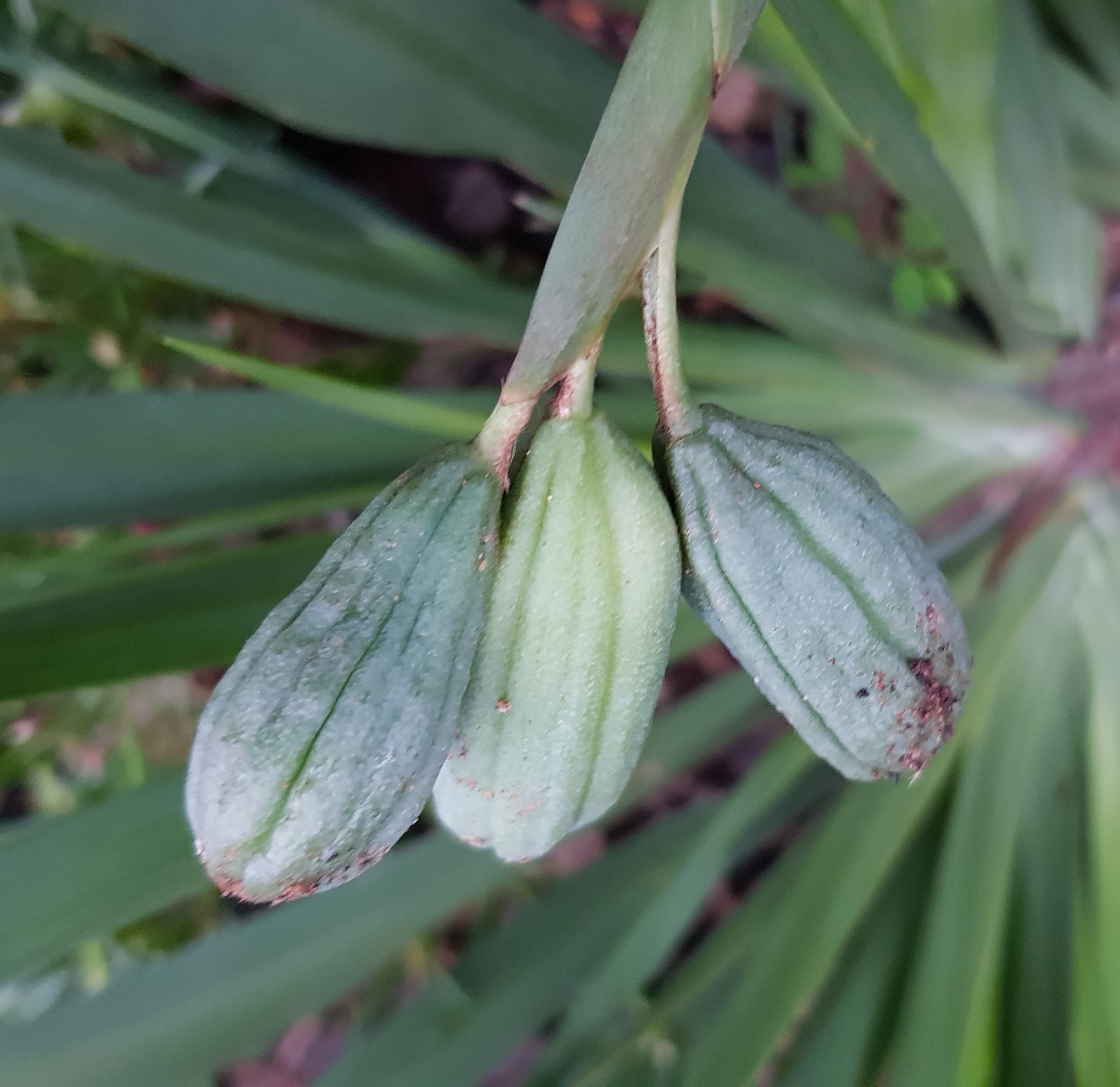Iris, Butterfly — whole plant