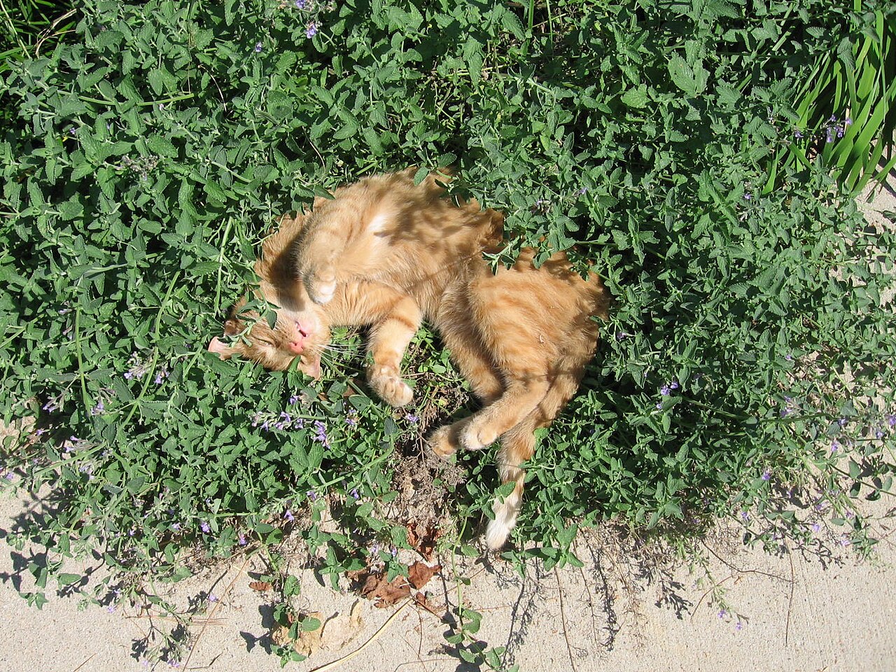 Catmint — whole plant