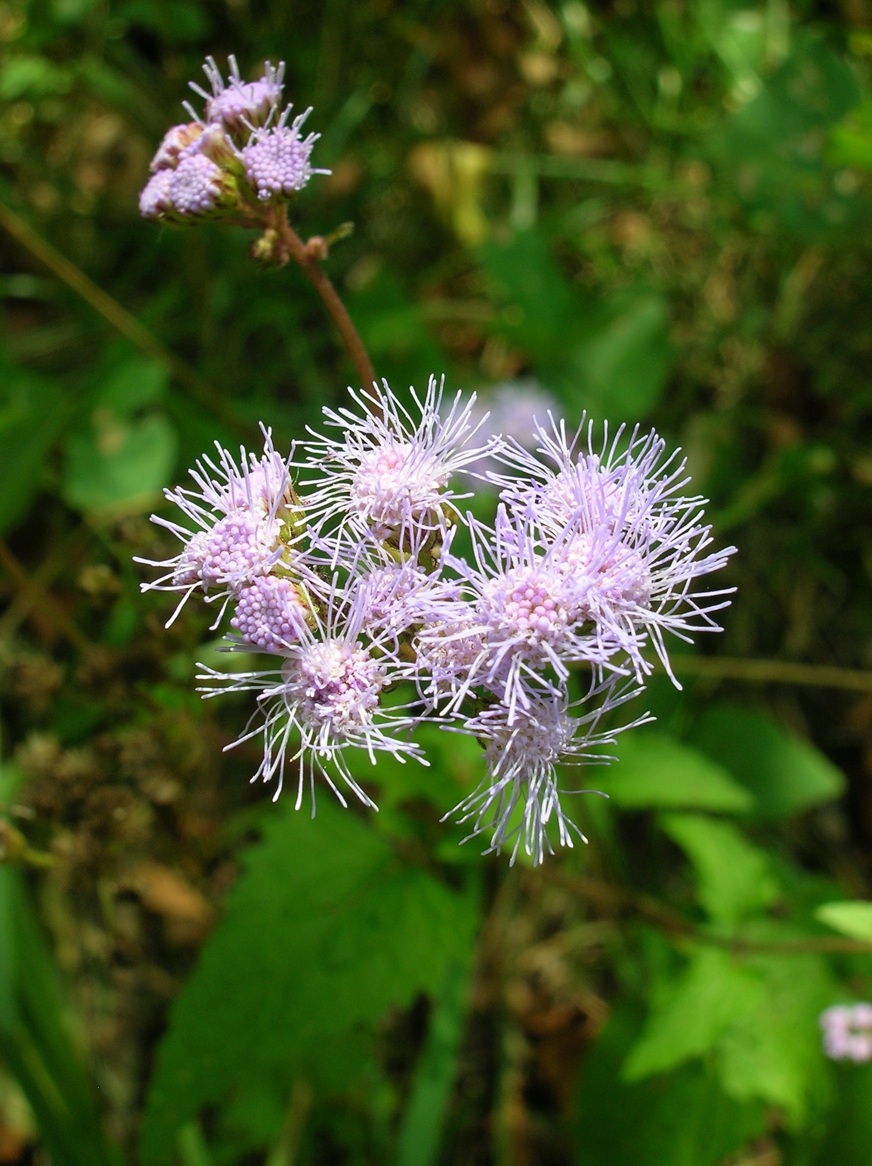 Blue Mistflower — flowers or notable detail