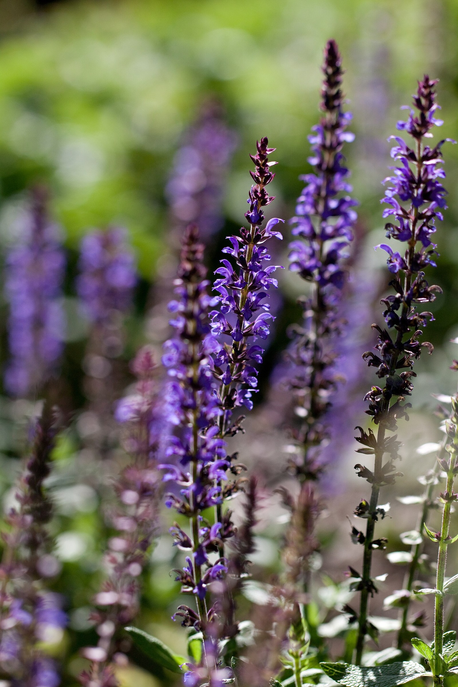 Indigo Spires Salvia — flowers or notable detail