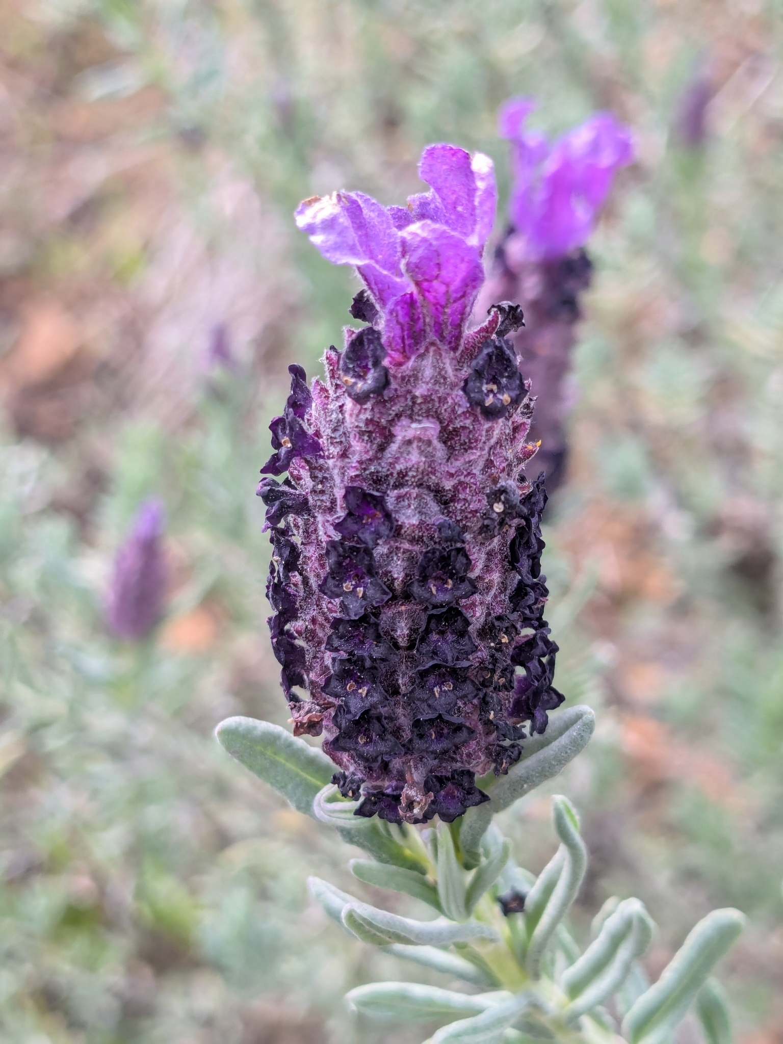 Lavender, Spanish — whole plant