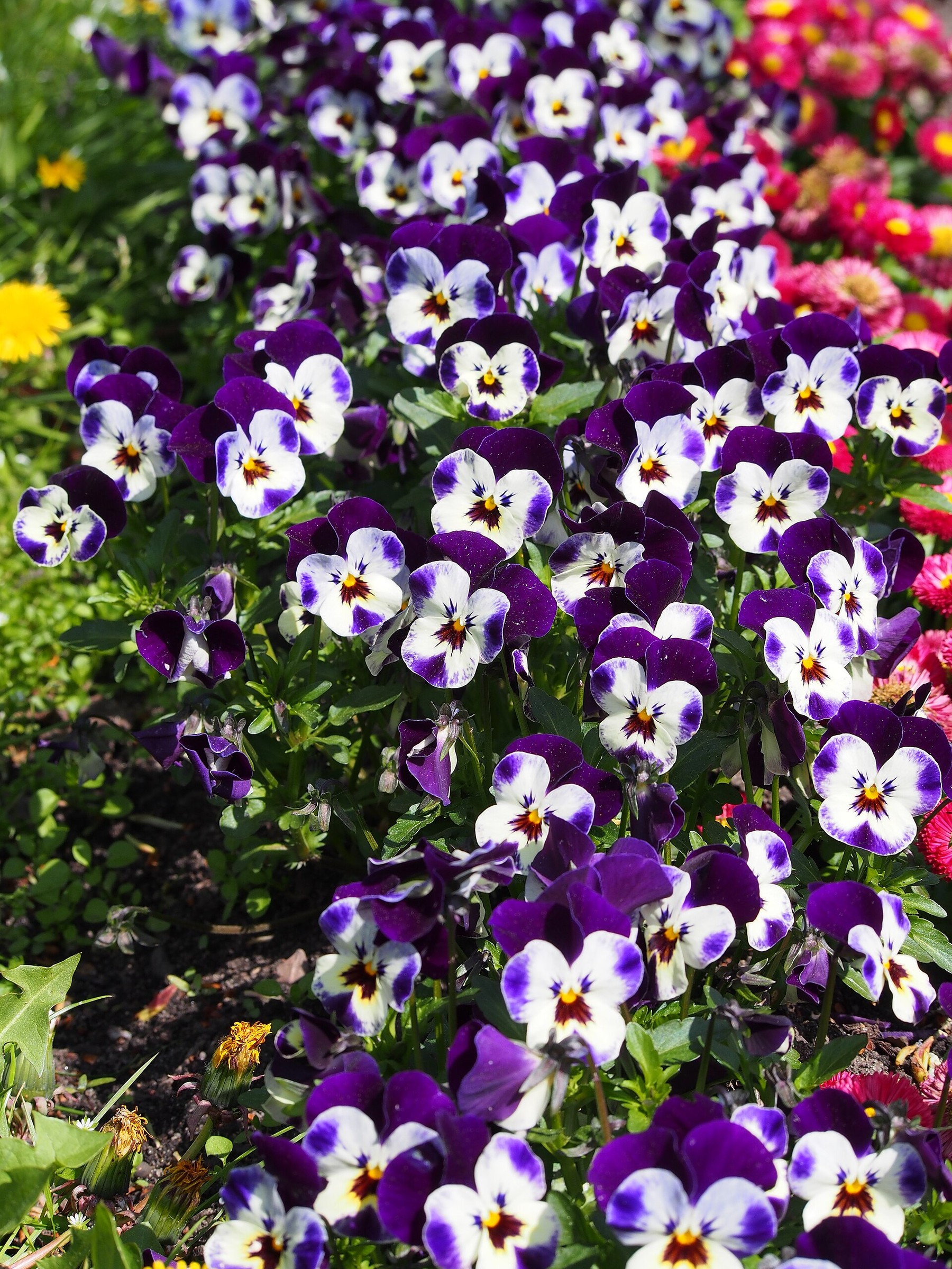 Viola — whole plant