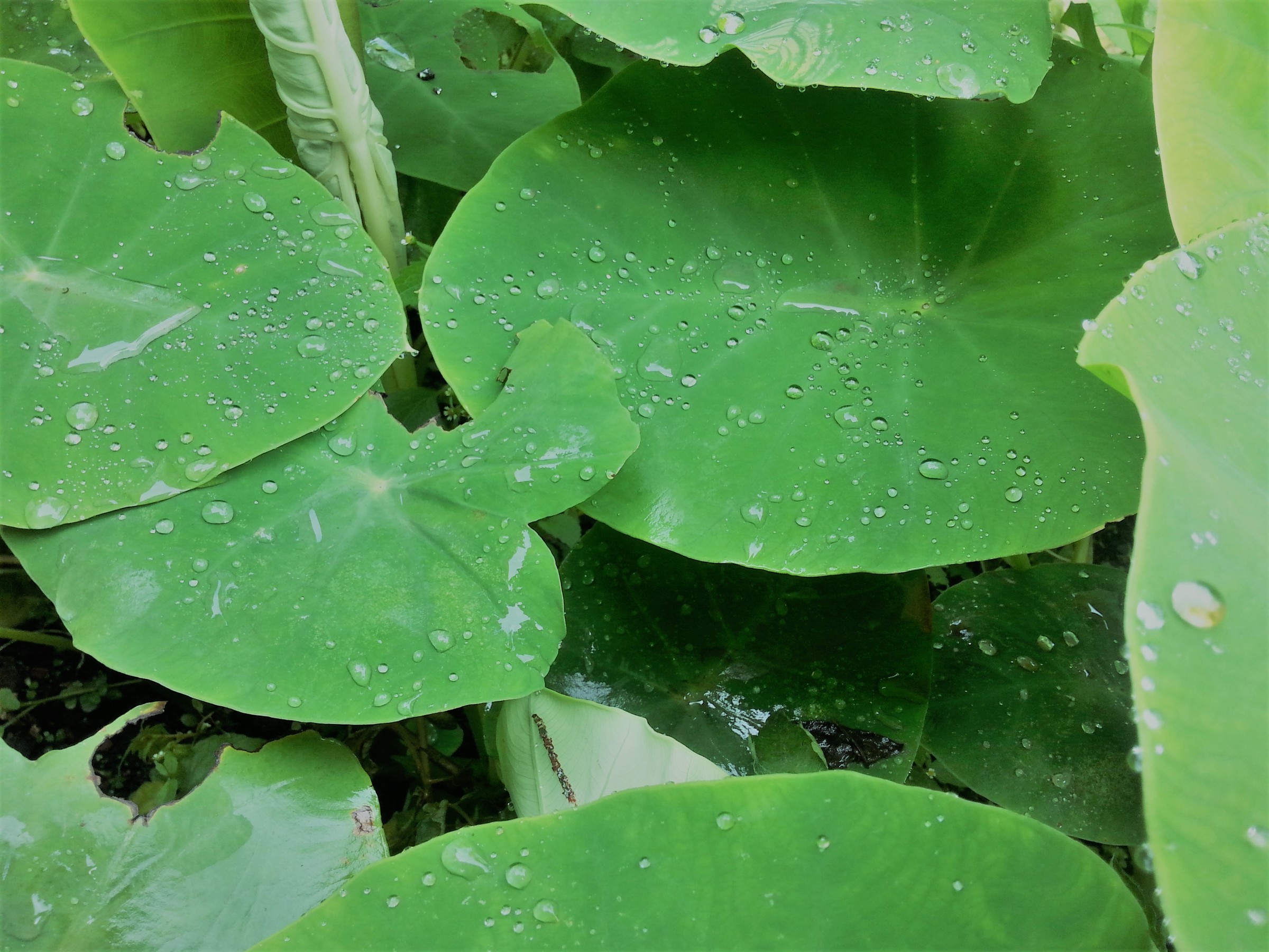 Elephant Ear Metal Head — whole plant