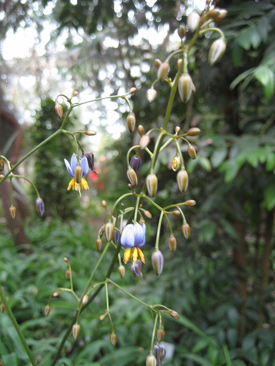 Dianella — whole plant