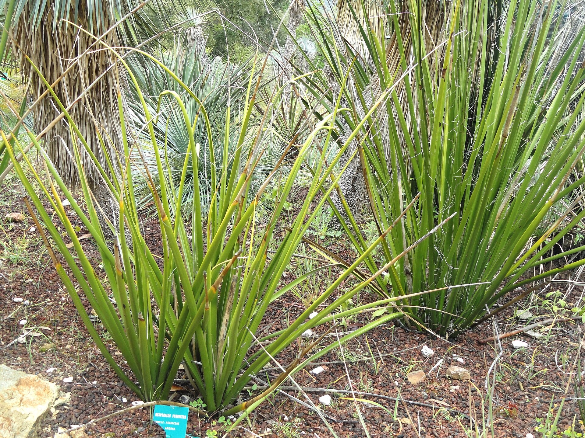 Yucca, Little Giant Hesperaloe — whole plant