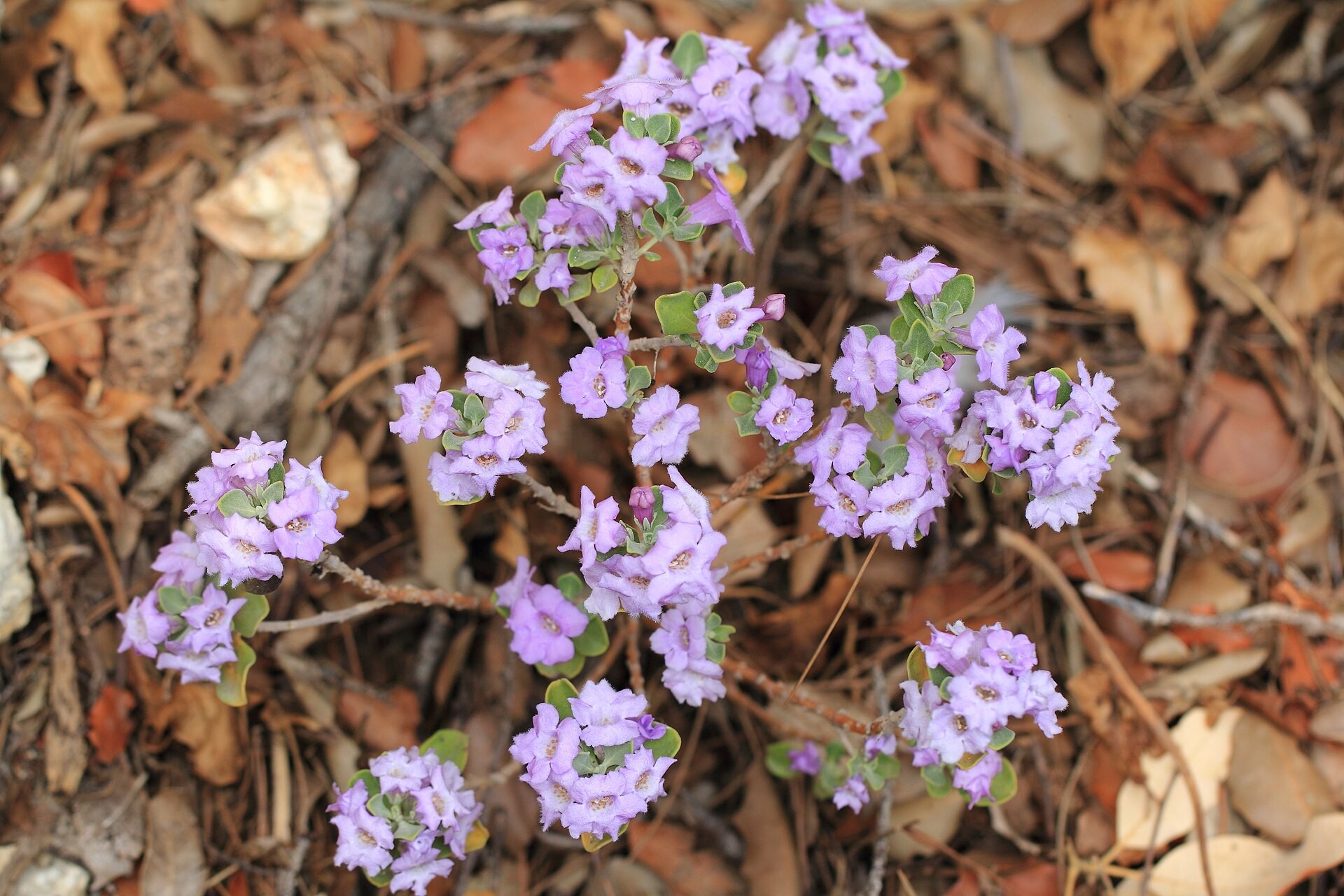 Texas Sage, Rio Bravo — flowers or notable detail