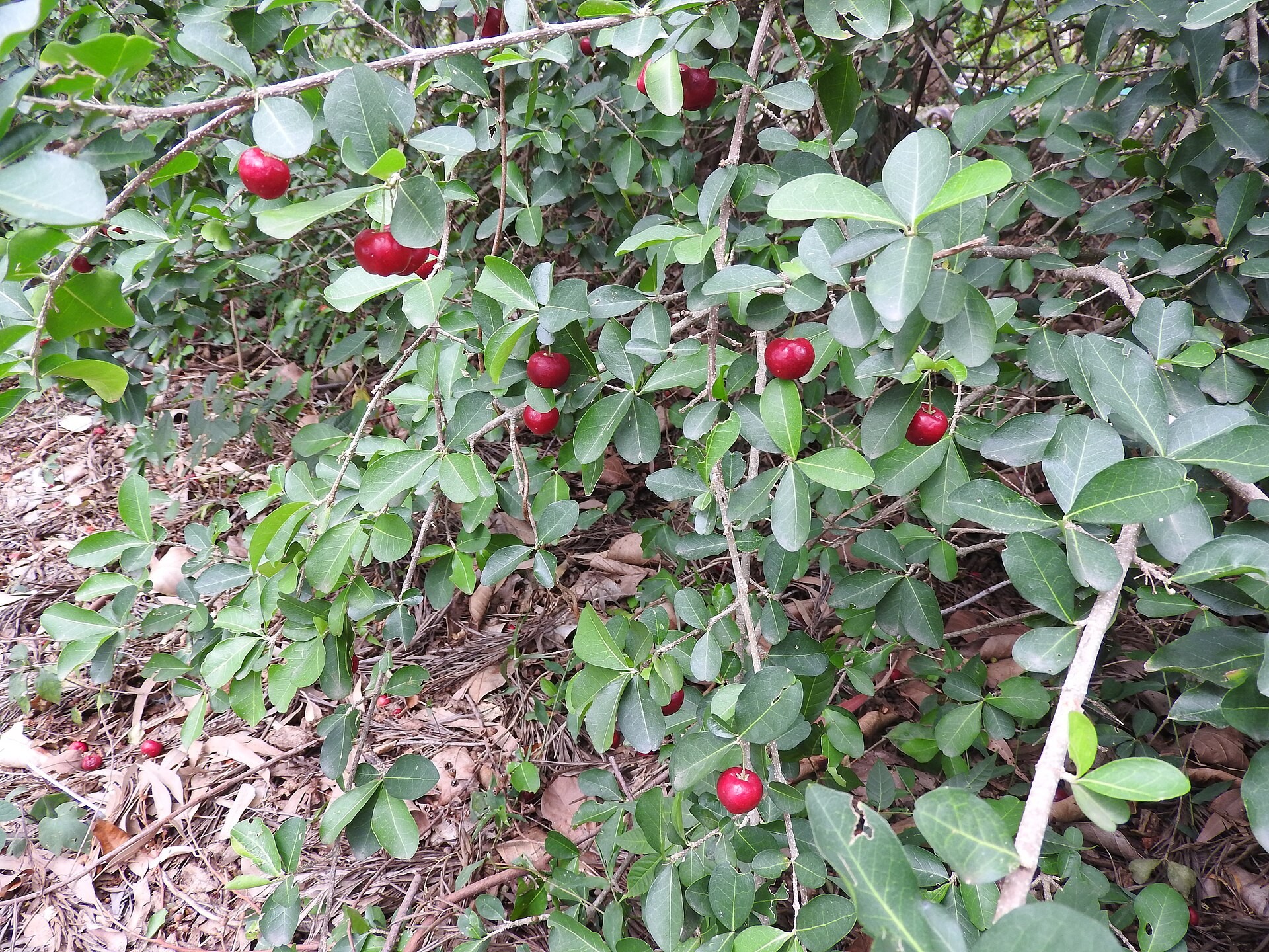 Cherry, Dwarf Barbados — whole plant