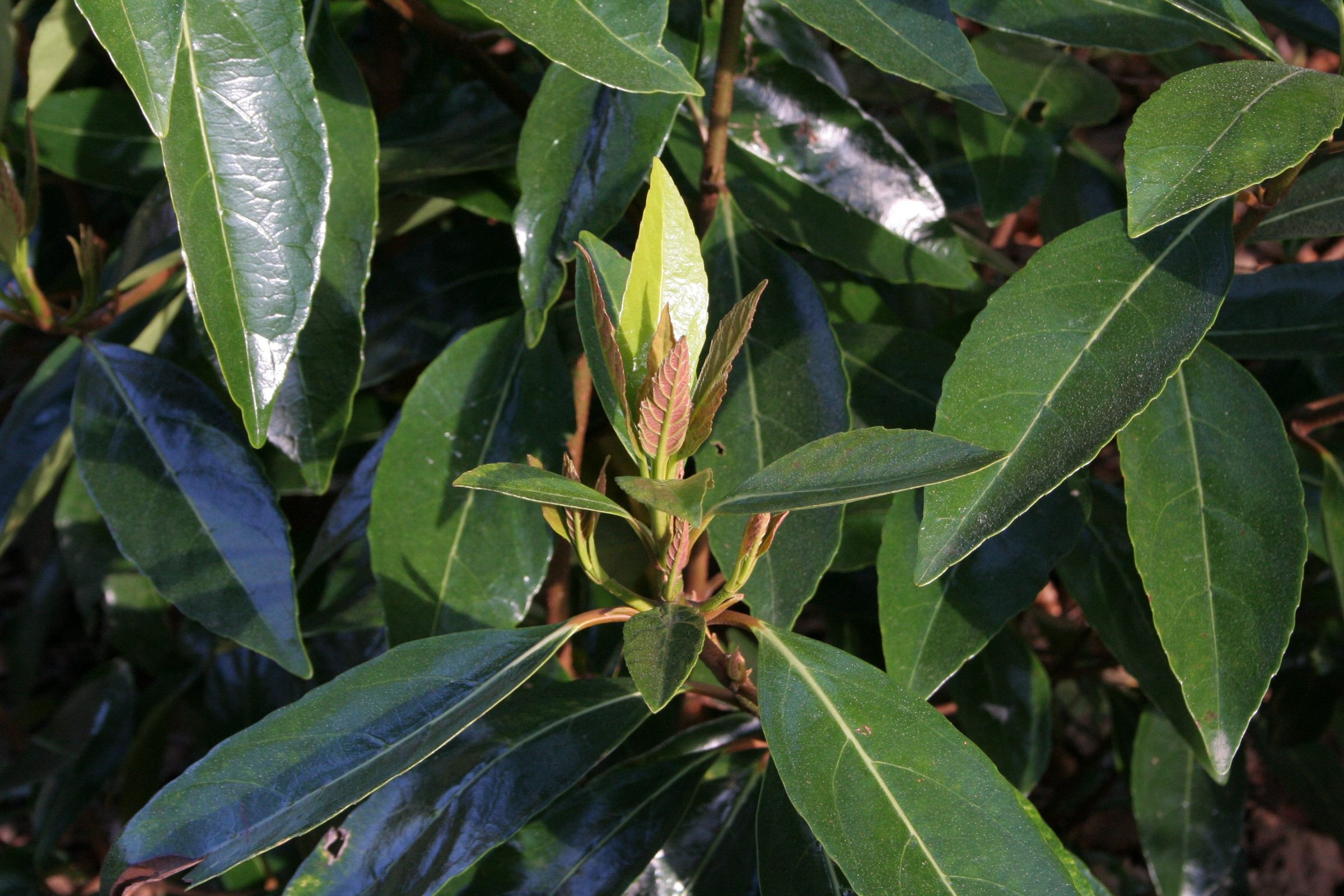 Viburnum, Coppertop — whole plant