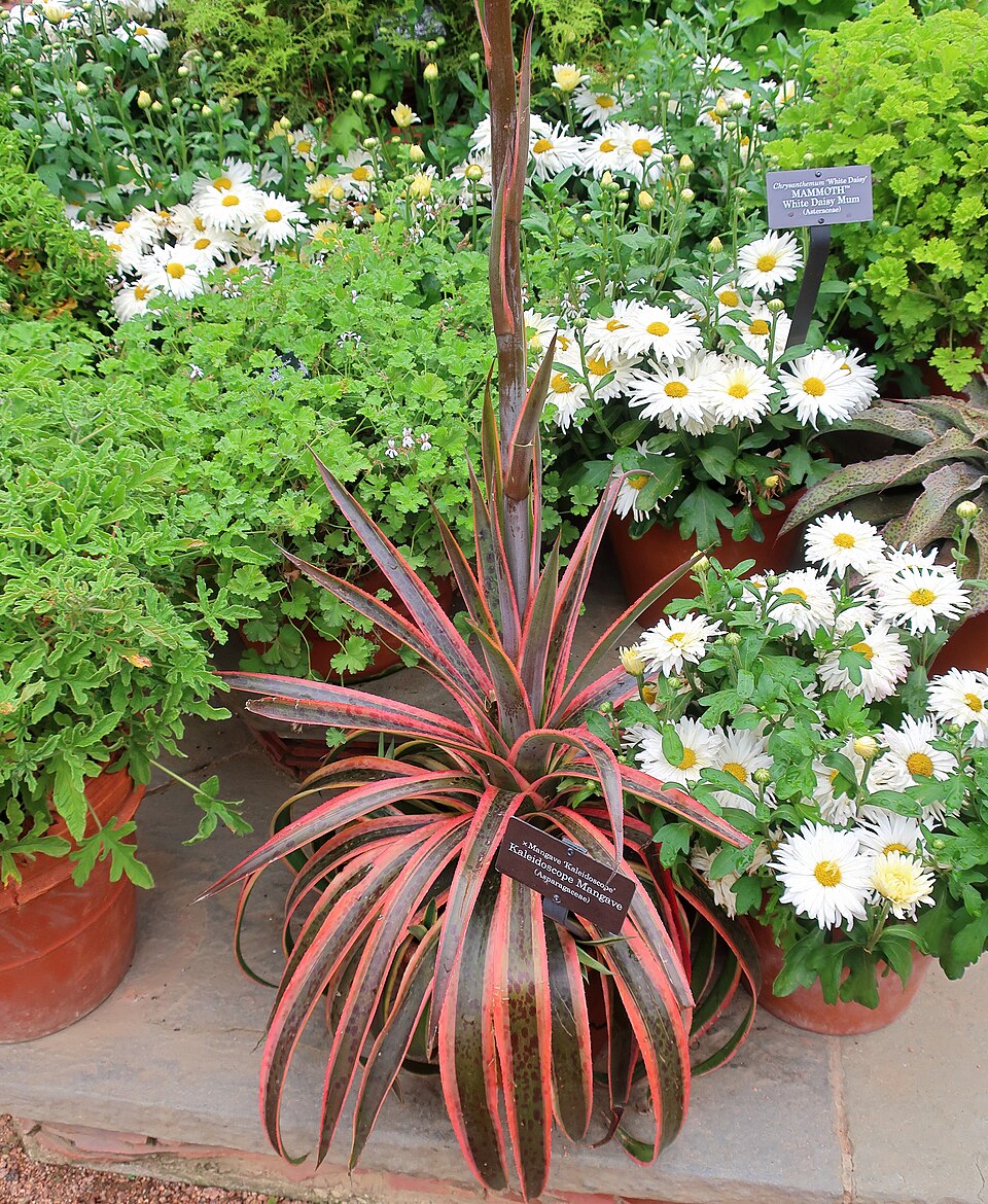 Mangave, Pineapple Express — whole plant