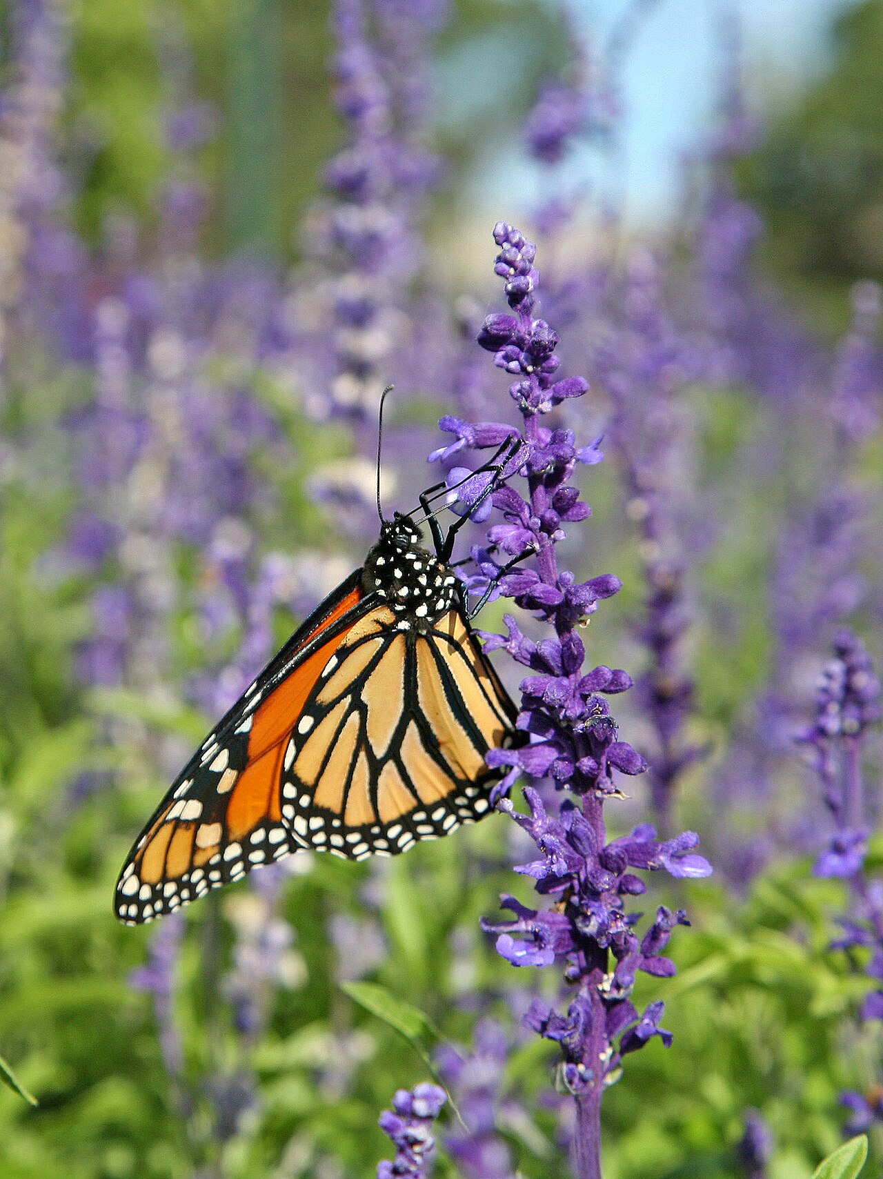 Henry Duelberg Salvia — flowers or notable detail