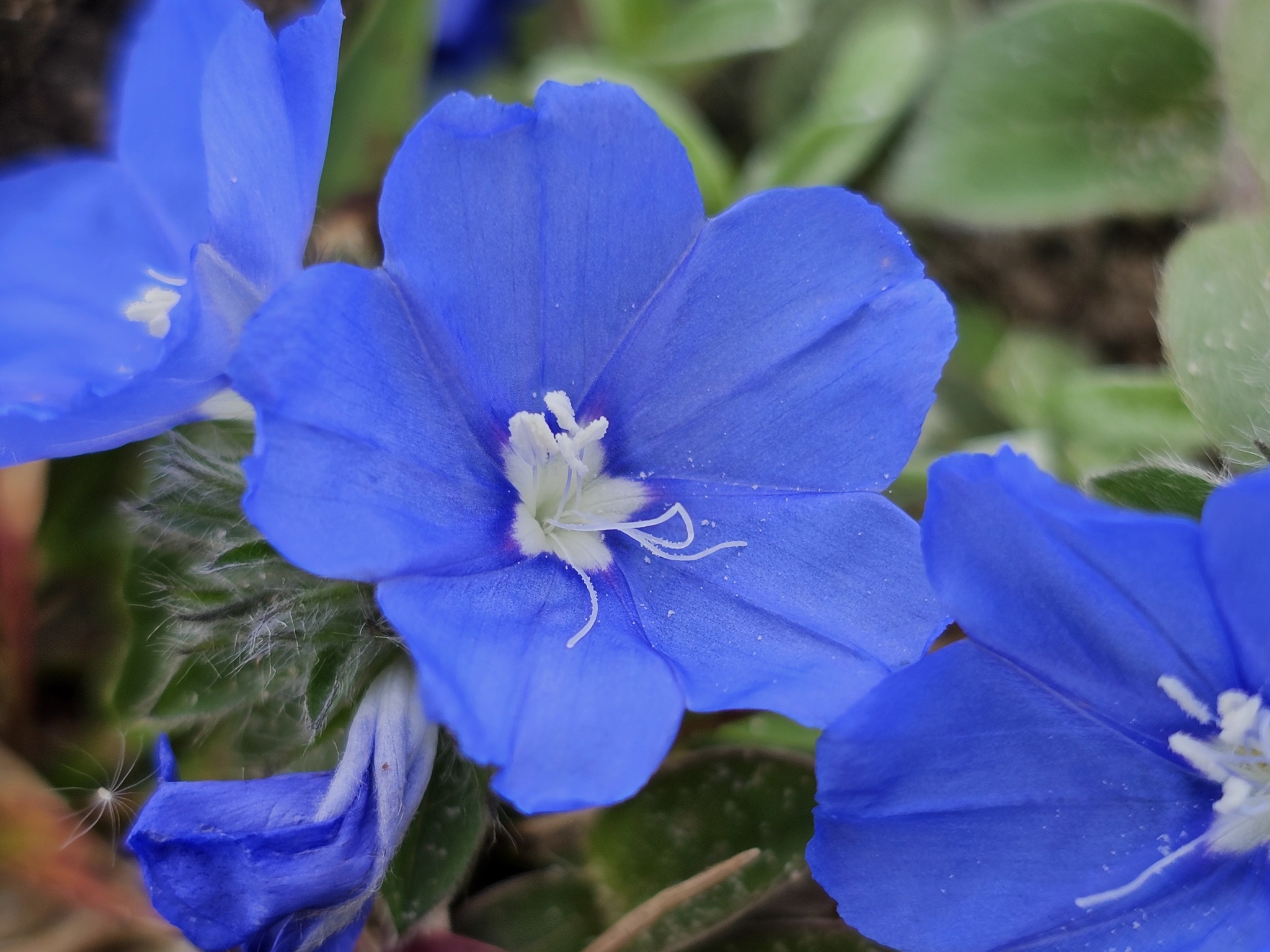Blue Daze — flowers or notable detail