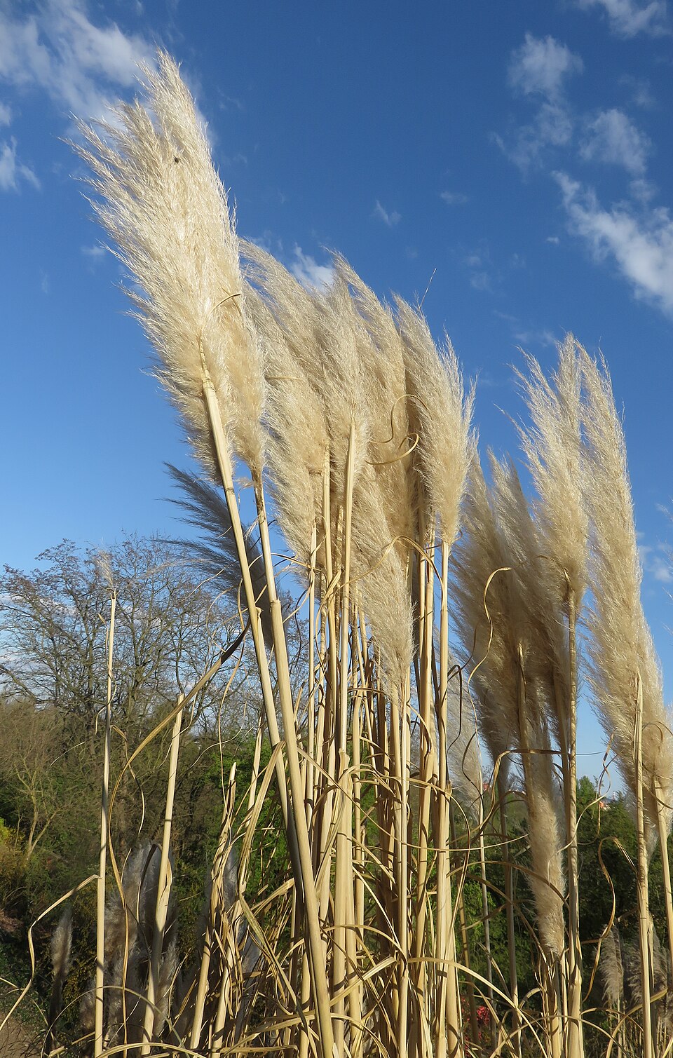 Grass, Pampas — whole plant