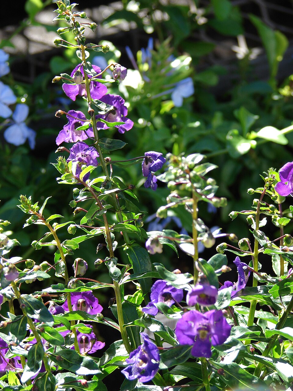 Angelonia — whole plant
