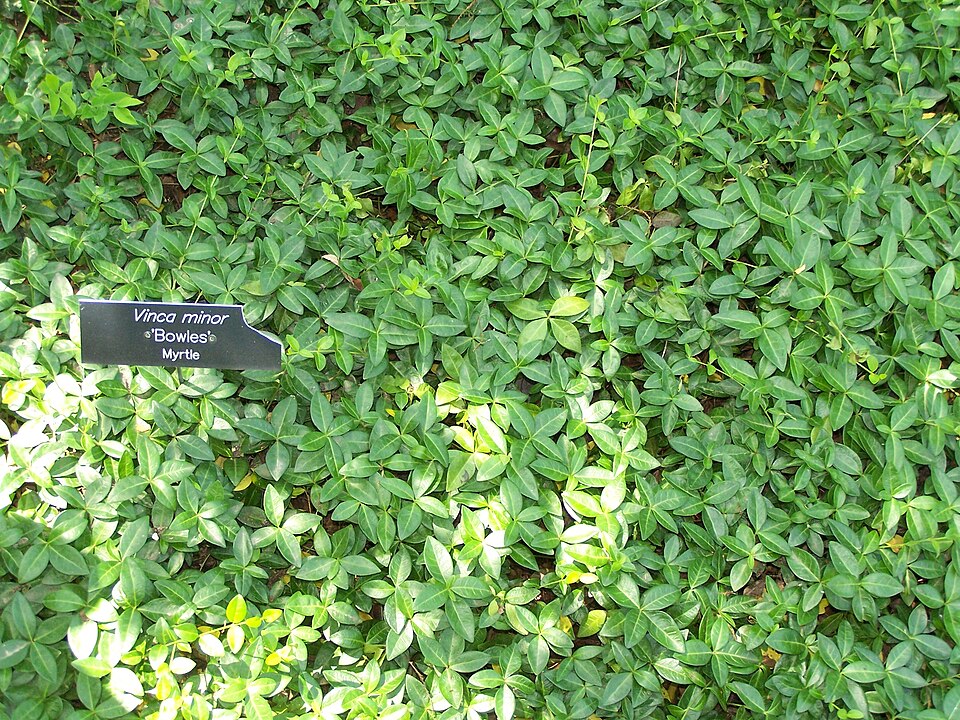 Vinca Minor — whole plant