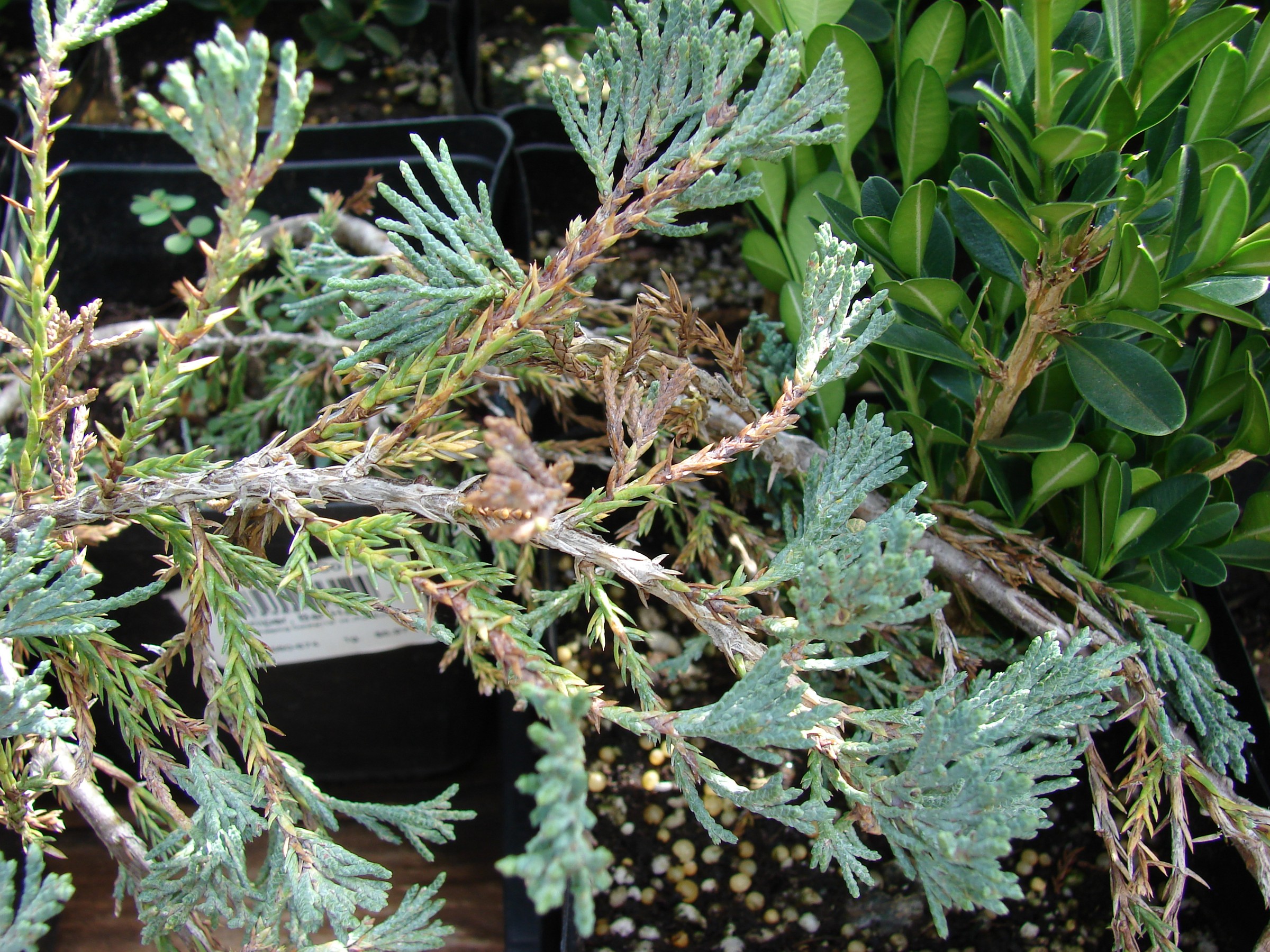 Juniper, Blue Point — whole plant