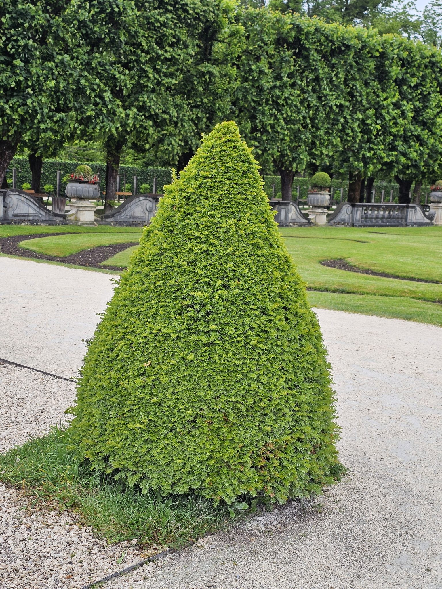 Topiary, Boxwood Cone — whole plant