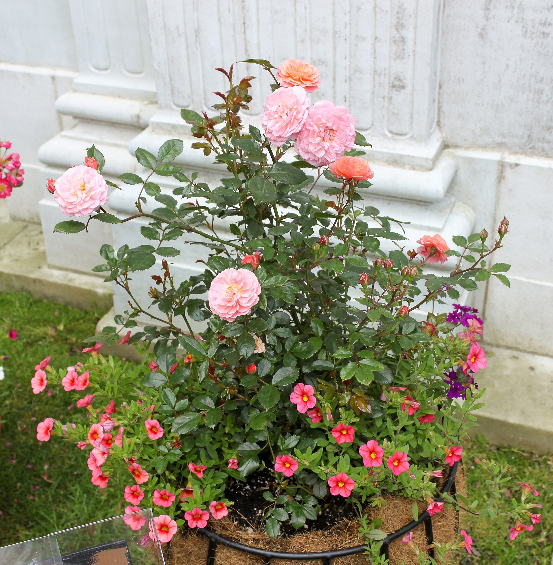 Rose, Drift - Red, Coral, White, Pink, Popcorn — flowers or notable detail