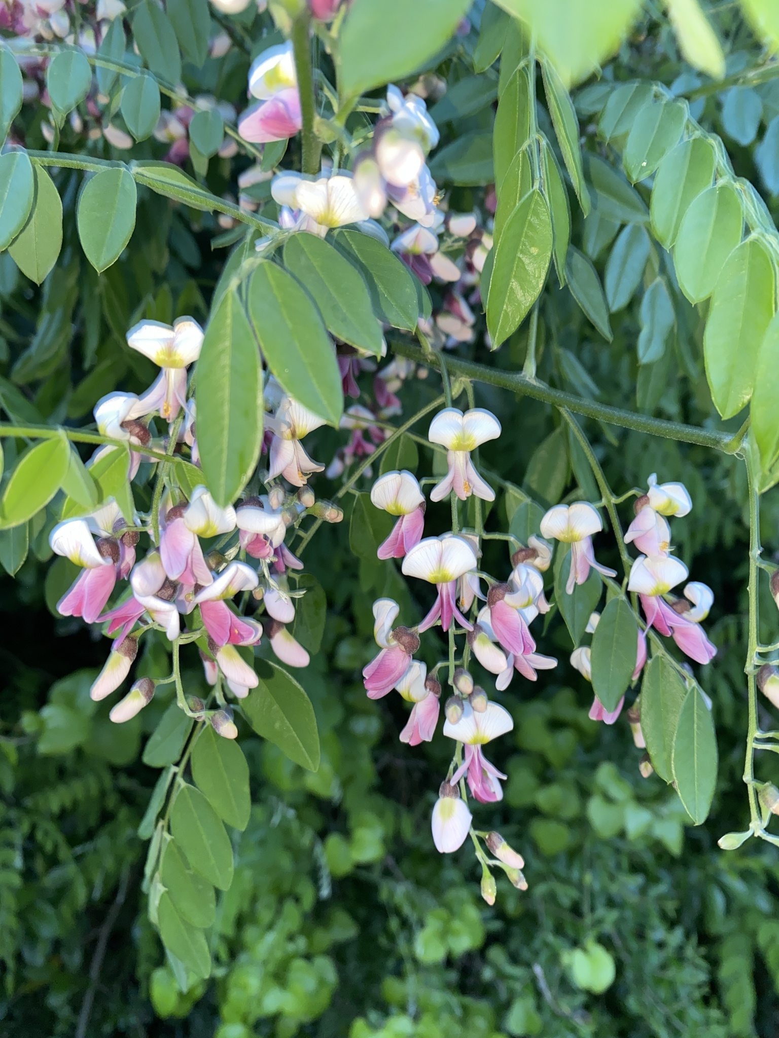 Eve's Necklace — flowers or notable detail