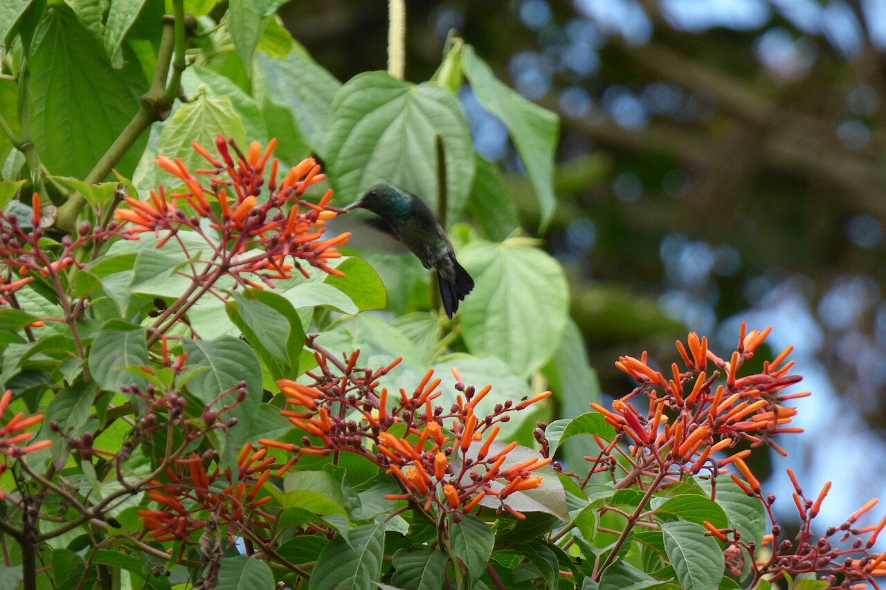 Firebush Lime Sizzler — flowers or notable detail