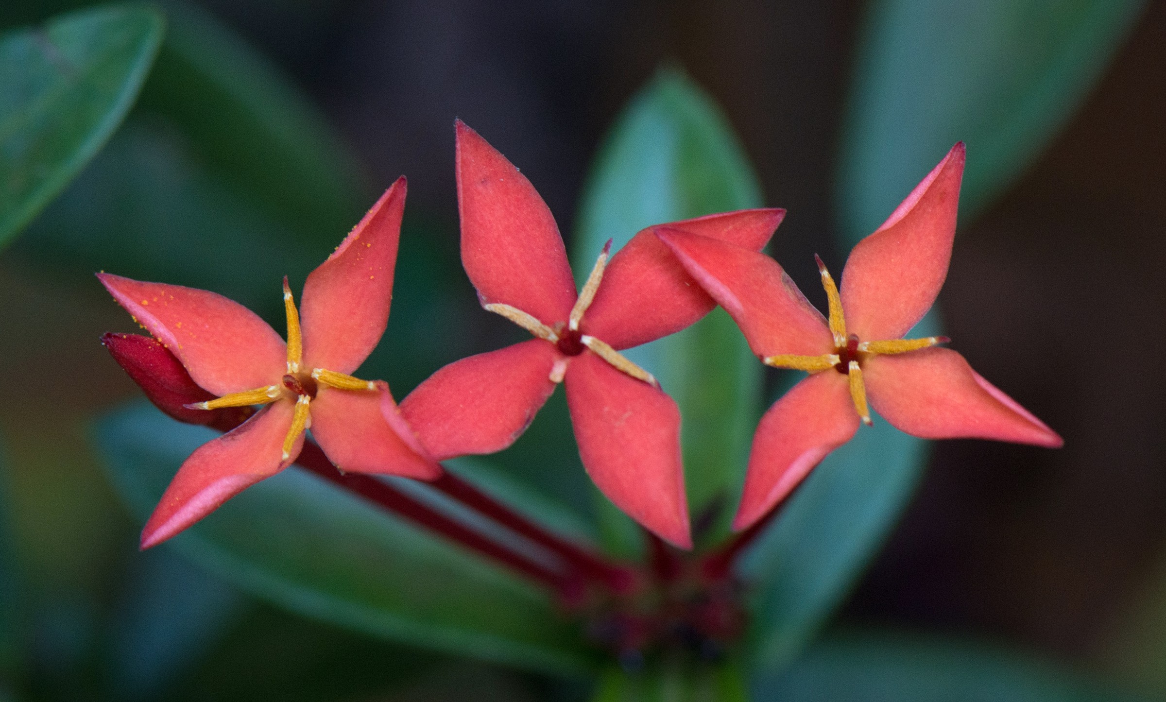 Ixora — whole plant