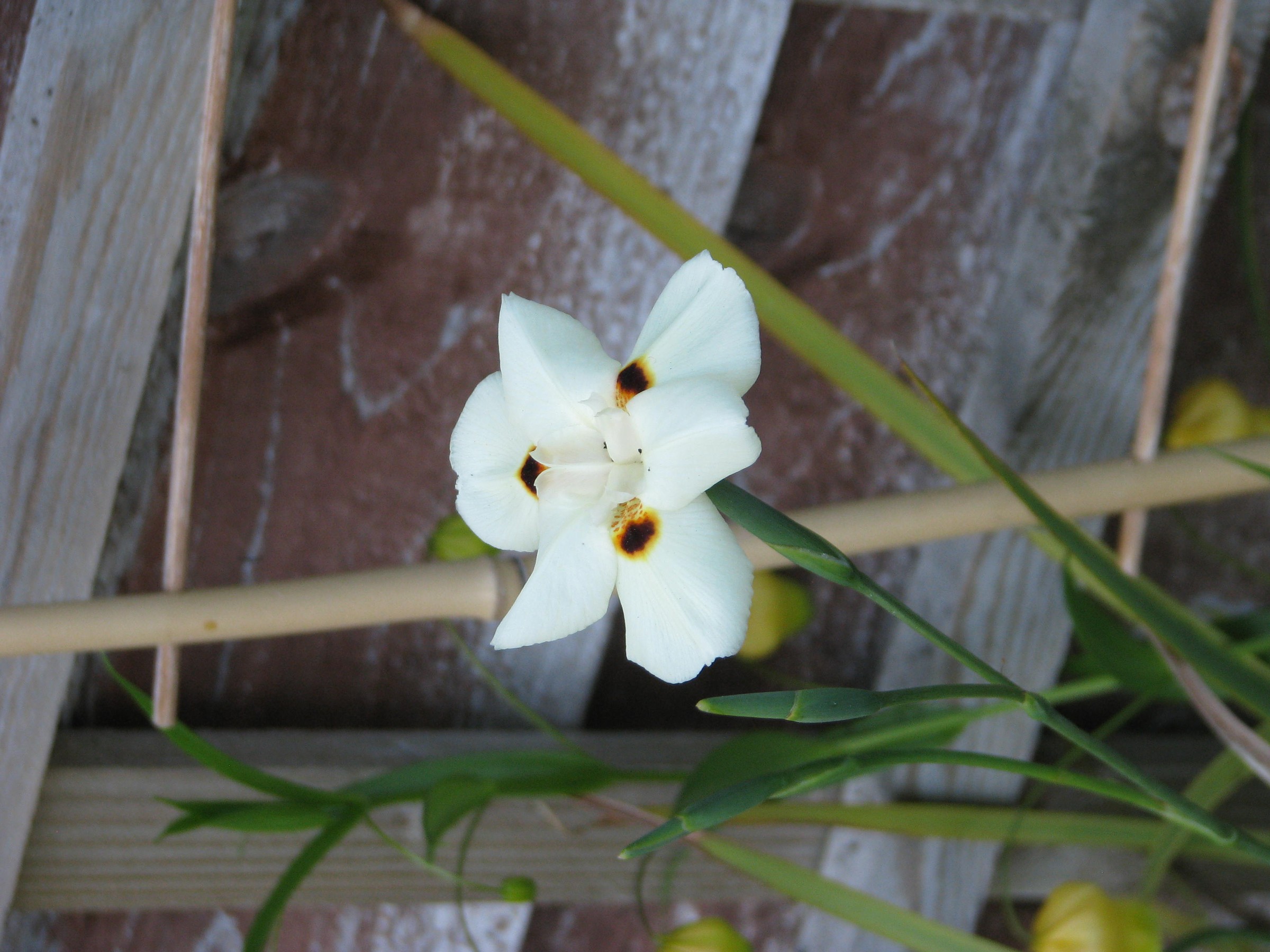 Iris, Bicolor — whole plant