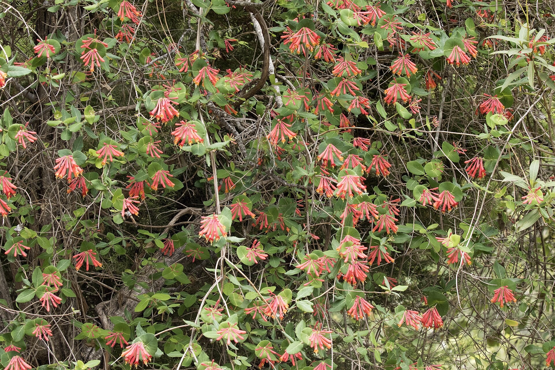 Honeysuckle, Coral — whole plant