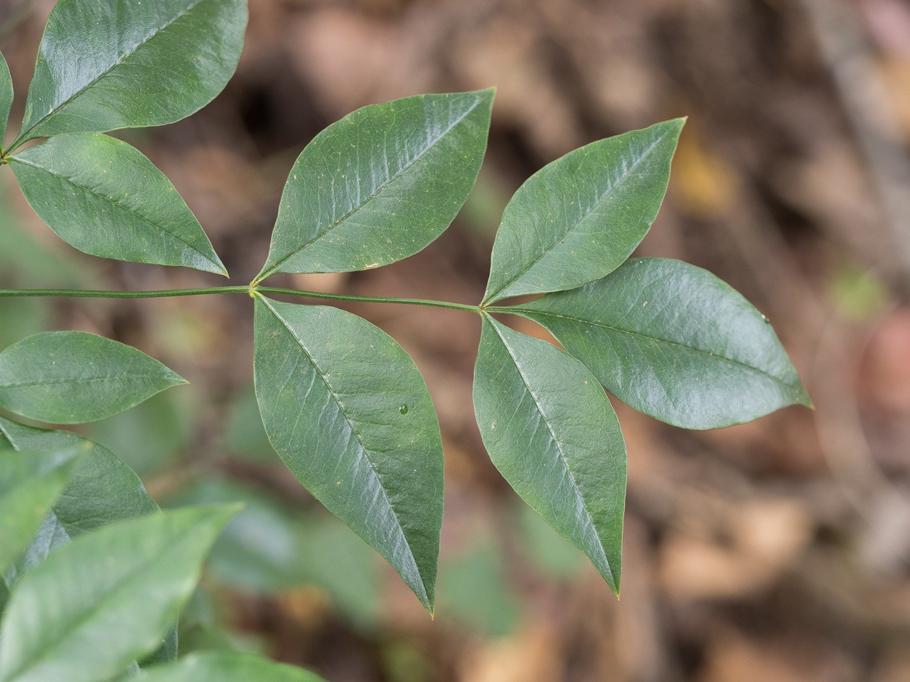 Nandina Domestica Compact — flowers or notable detail