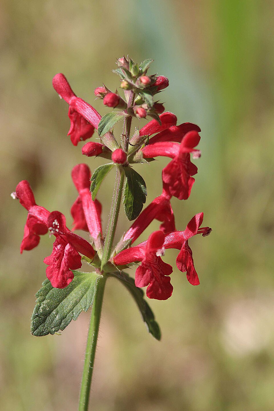 Texas Betony — whole plant