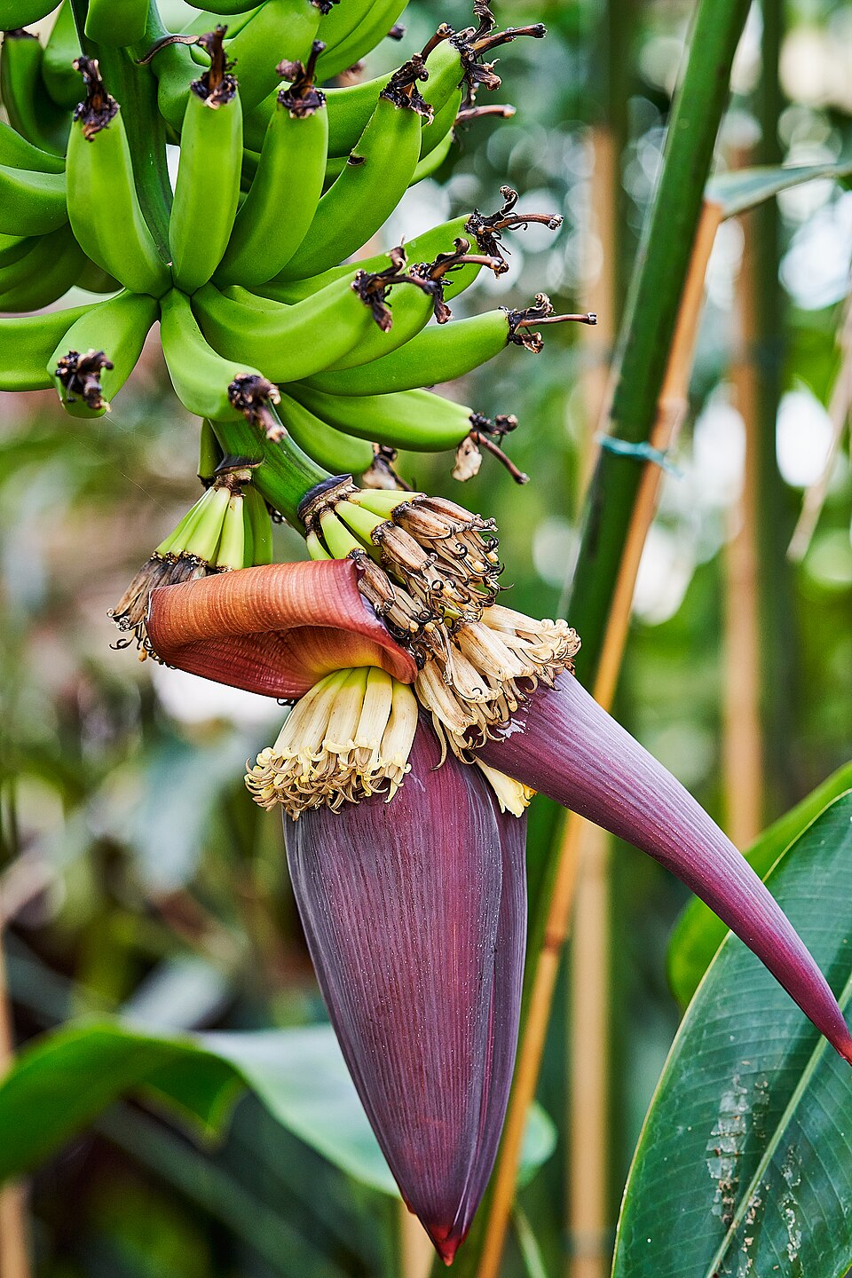 Banana — flowers or notable detail