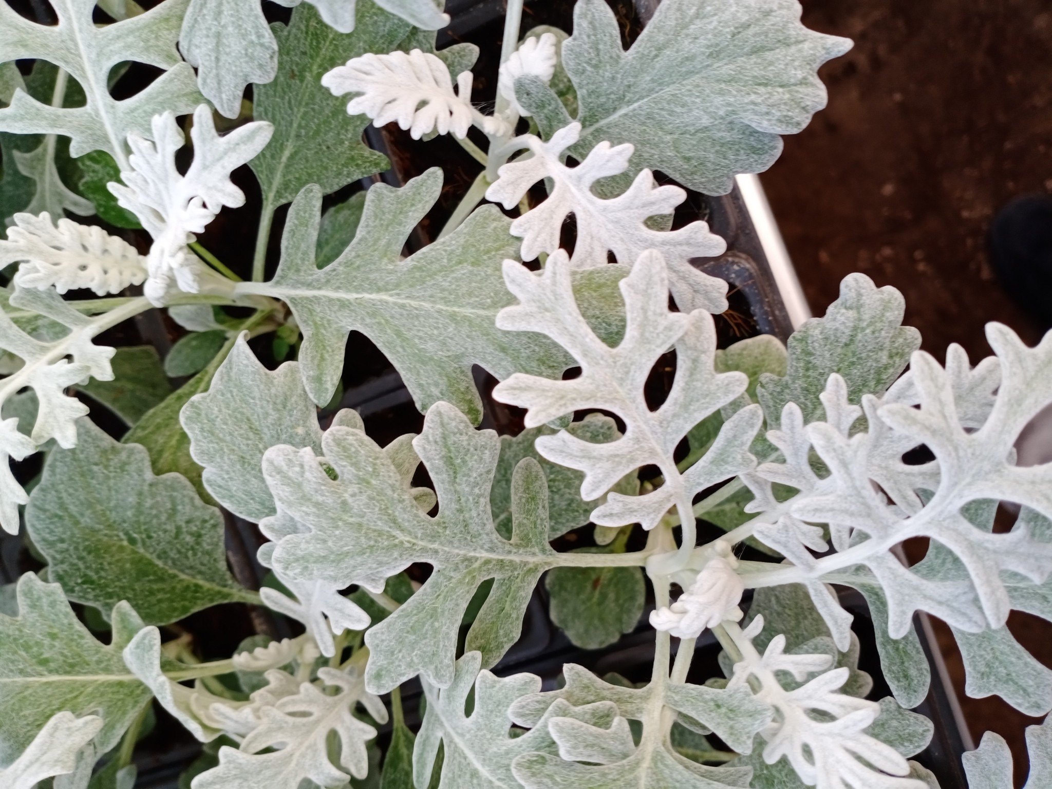 Dusty Miller — whole plant