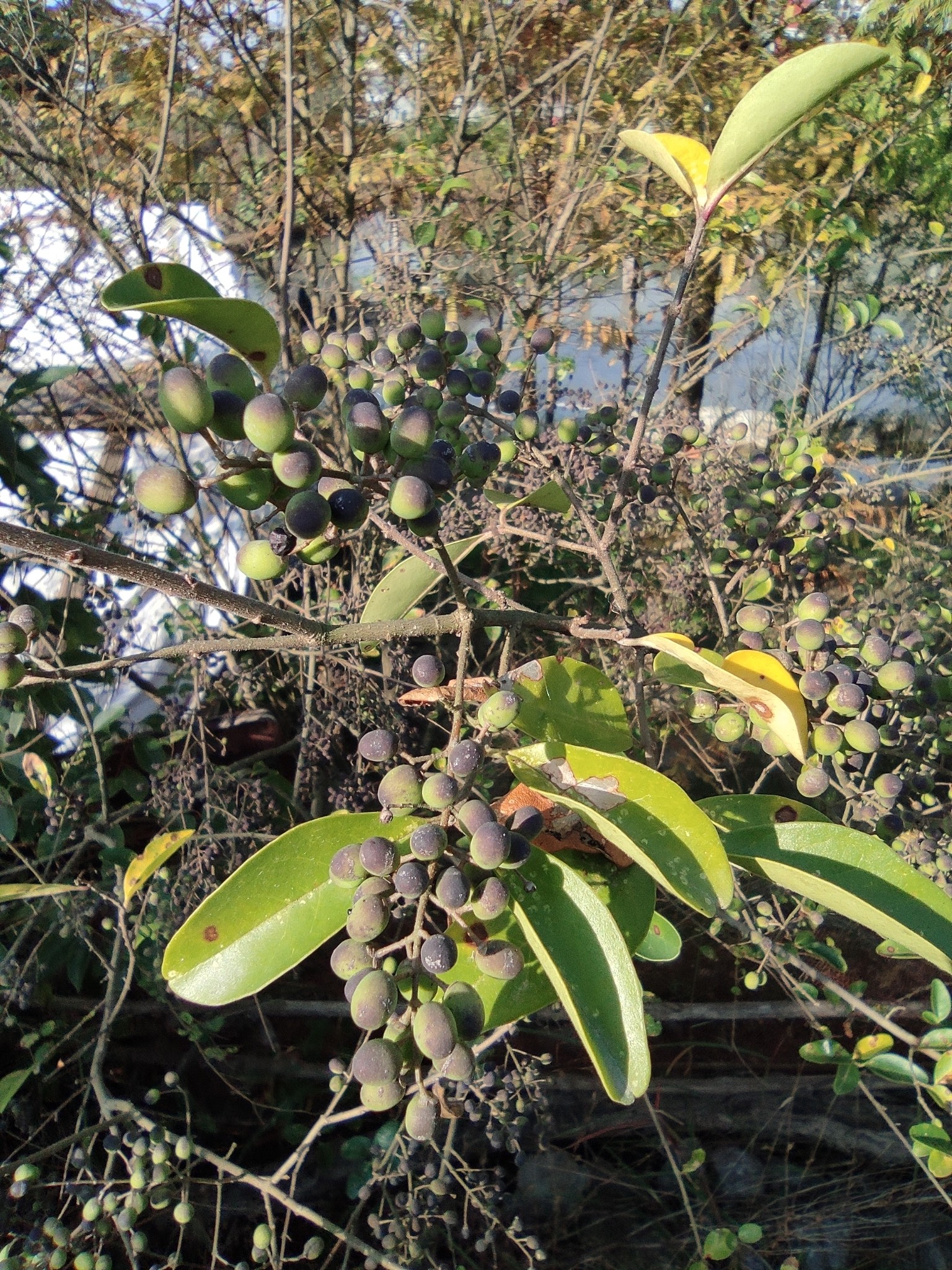 Privet, Variegated — flowers or notable detail