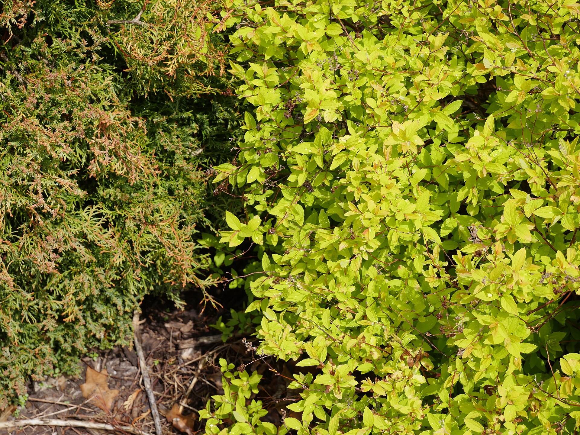 Spirea, Anthony Waterer — whole plant