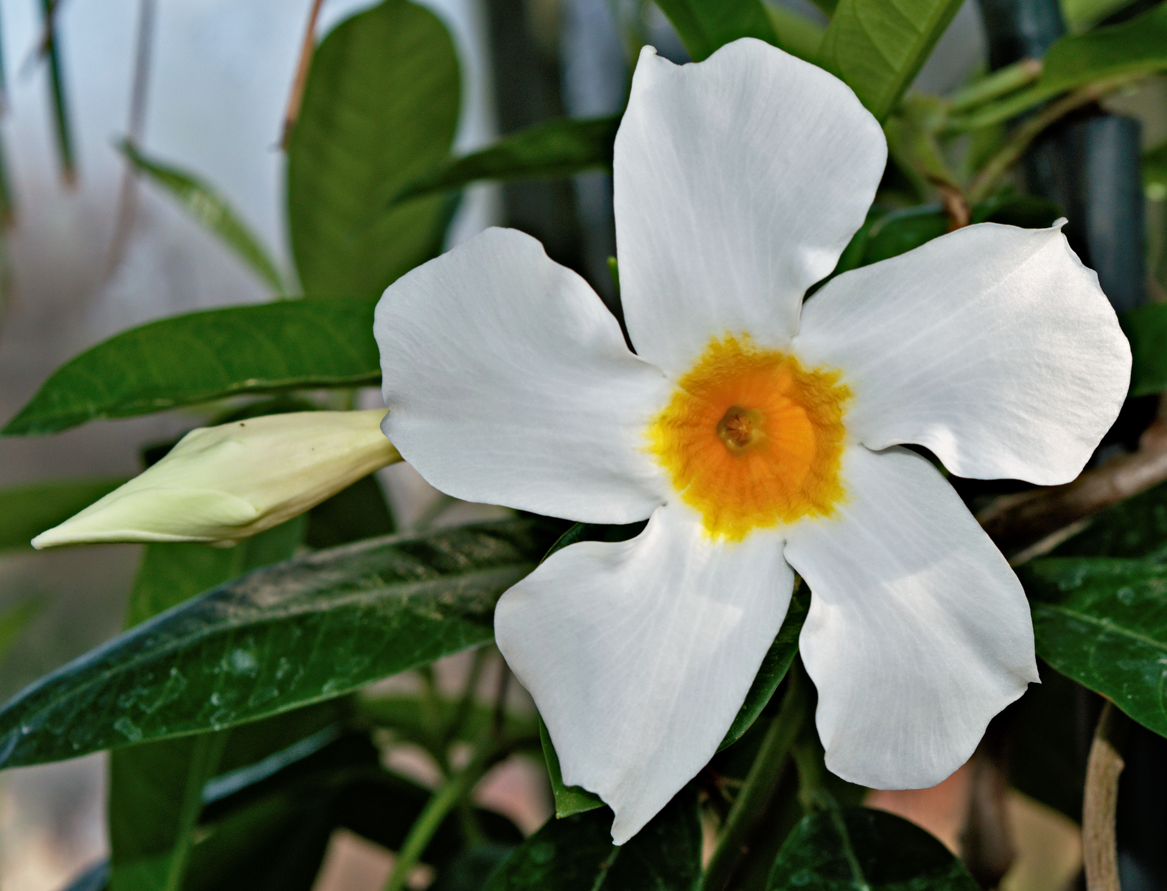 Mandevilla — flowers or notable detail