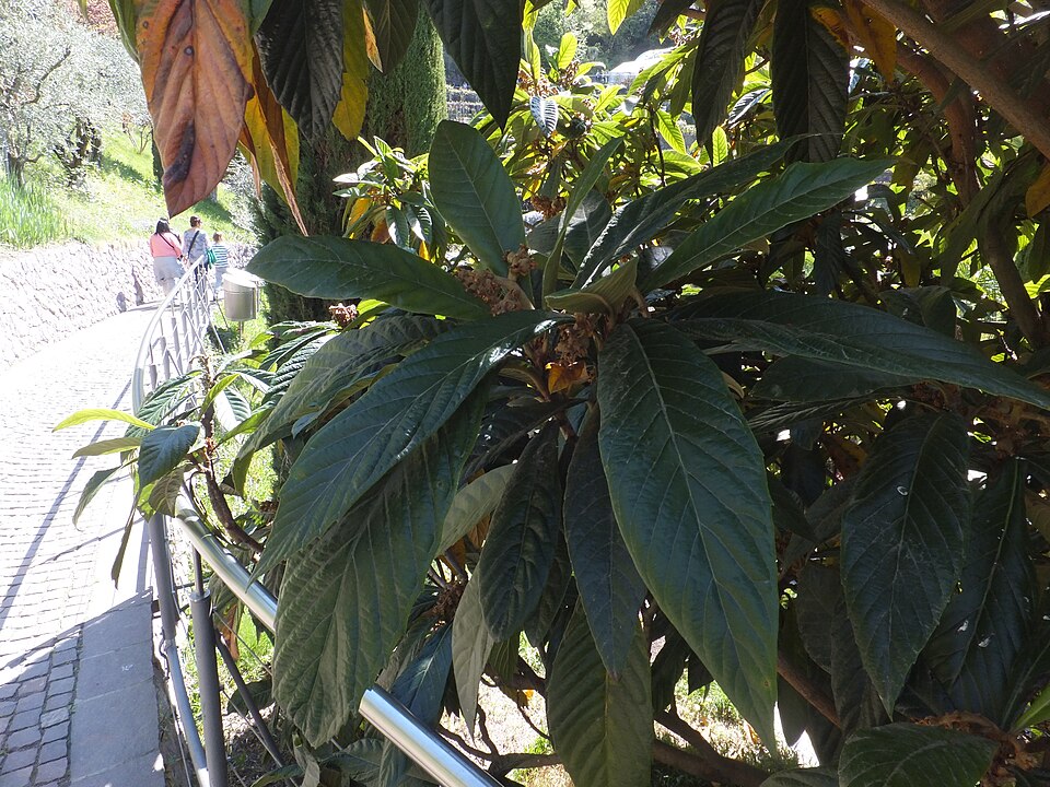 Loquat — whole plant