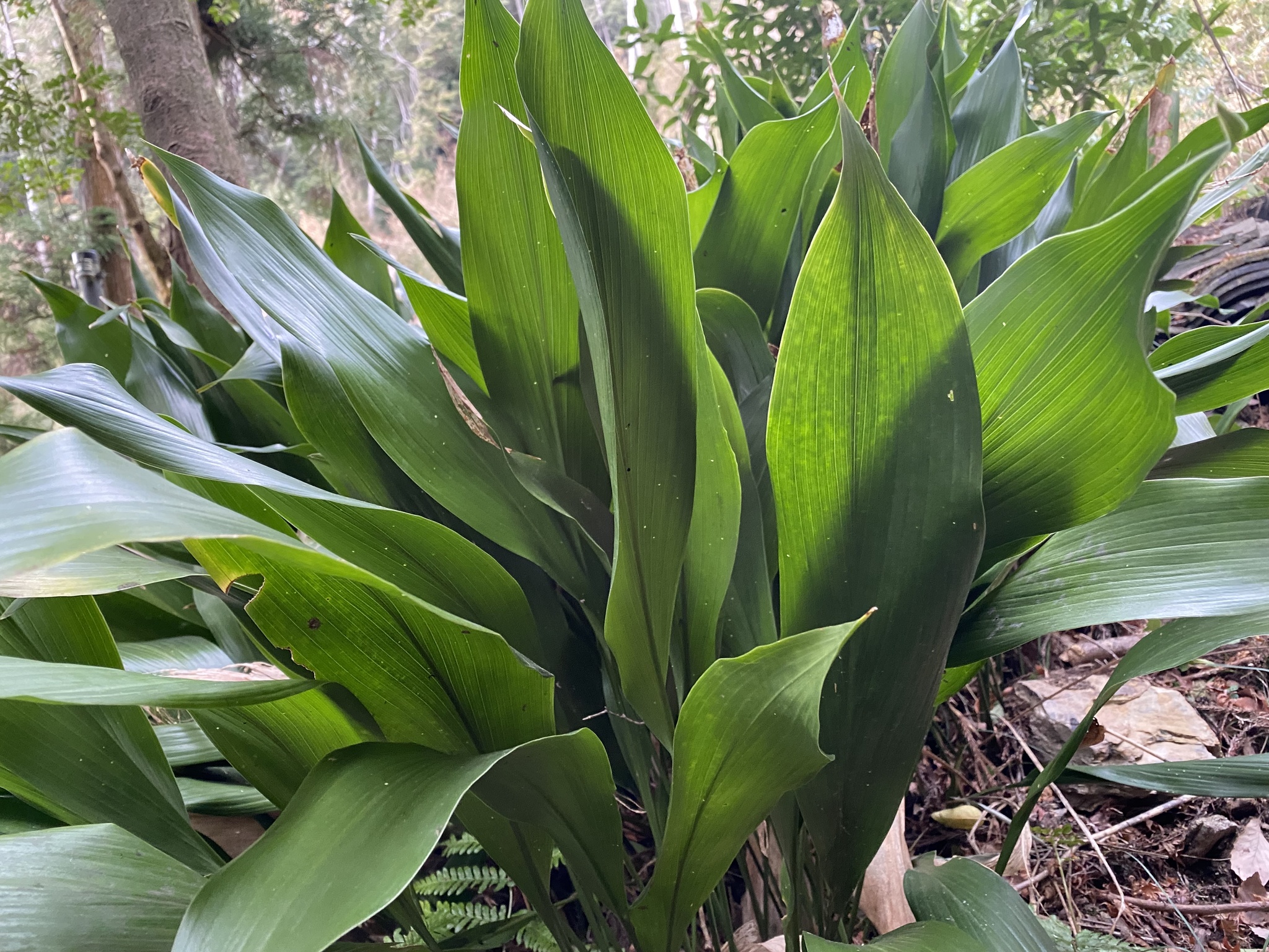 Aspidistra — whole plant