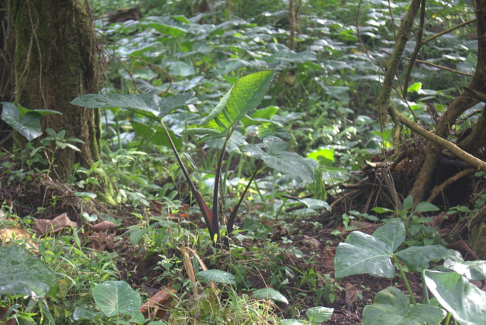 Elephant Ear Metal Head — whole plant