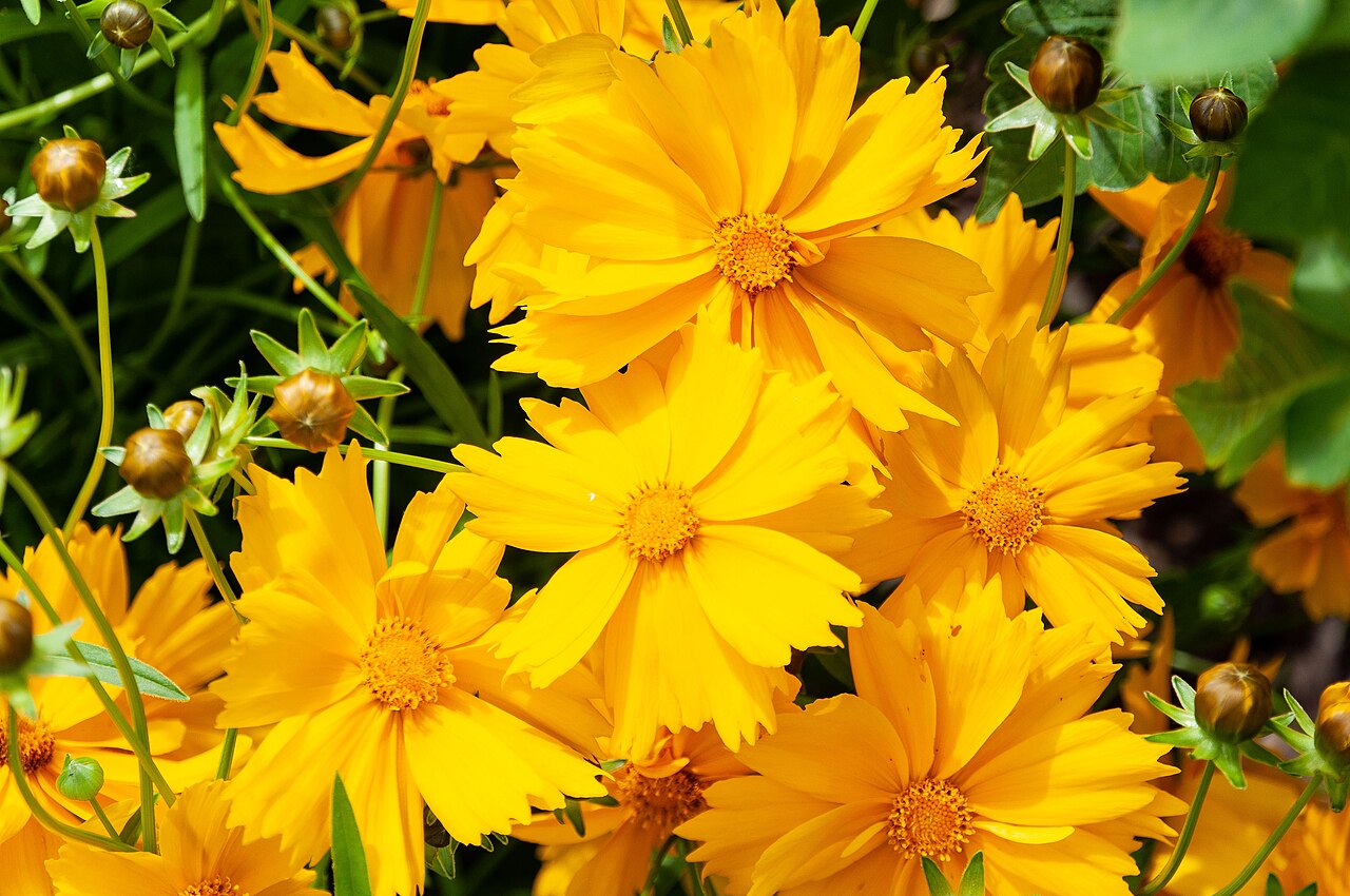 Coreopsis — whole plant