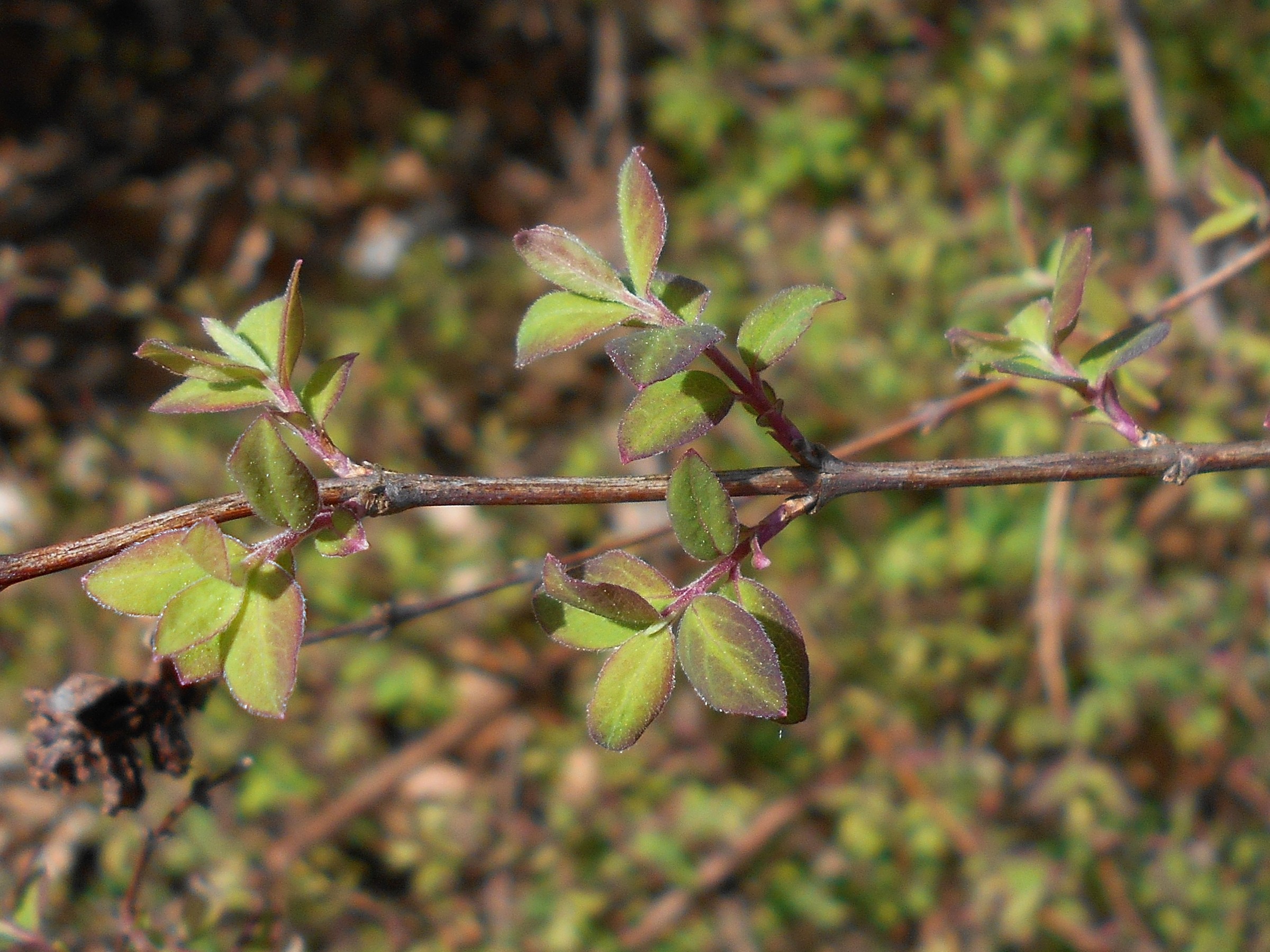Coralberry — whole plant