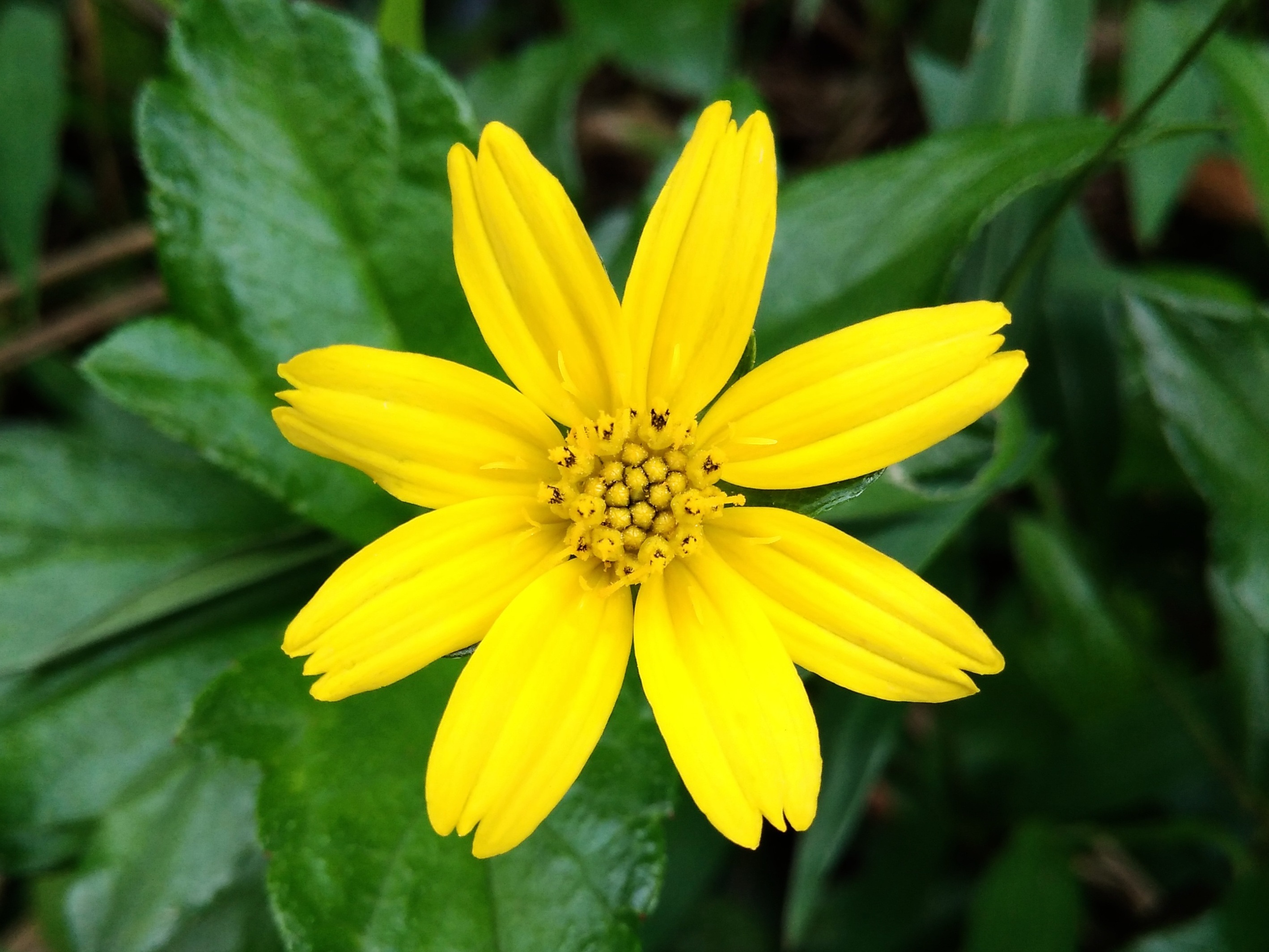 Wedelia — flowers or notable detail