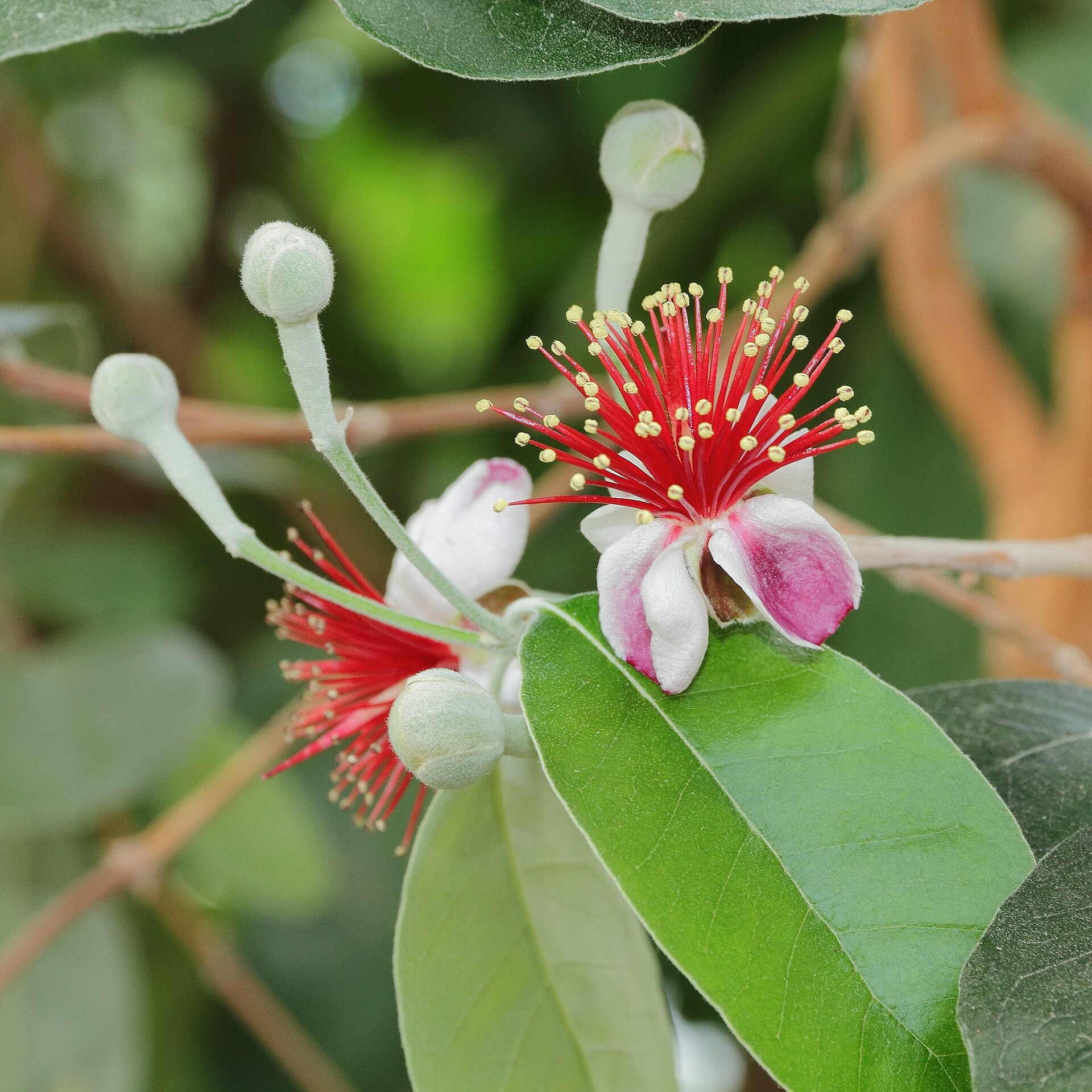 Pineapple Guava — flowers or notable detail