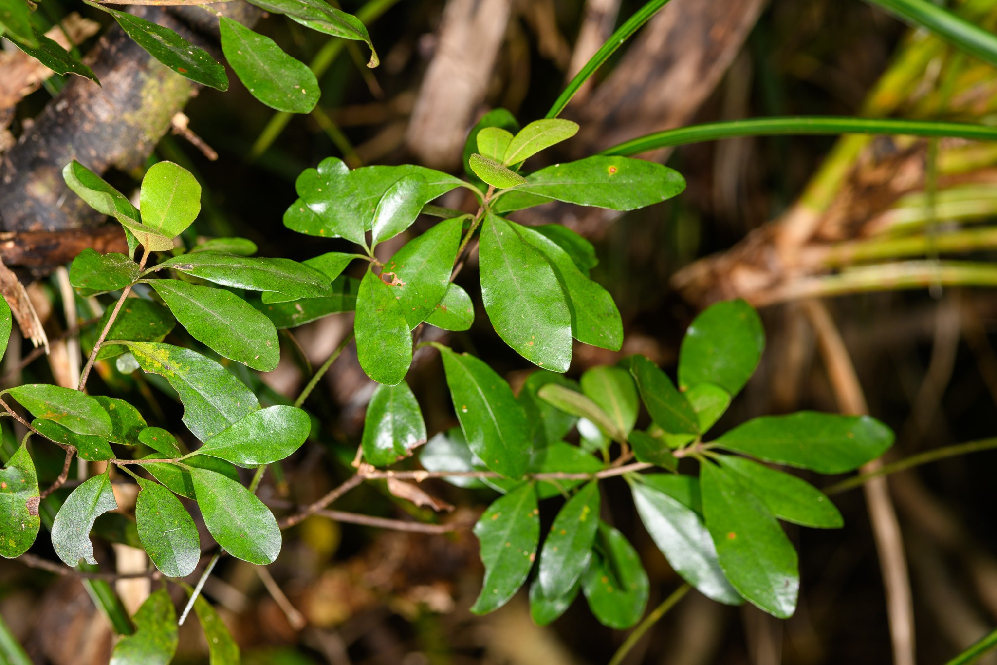 Pittosporum, Variegated — whole plant