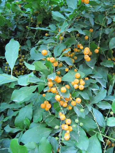 Duranta — whole plant